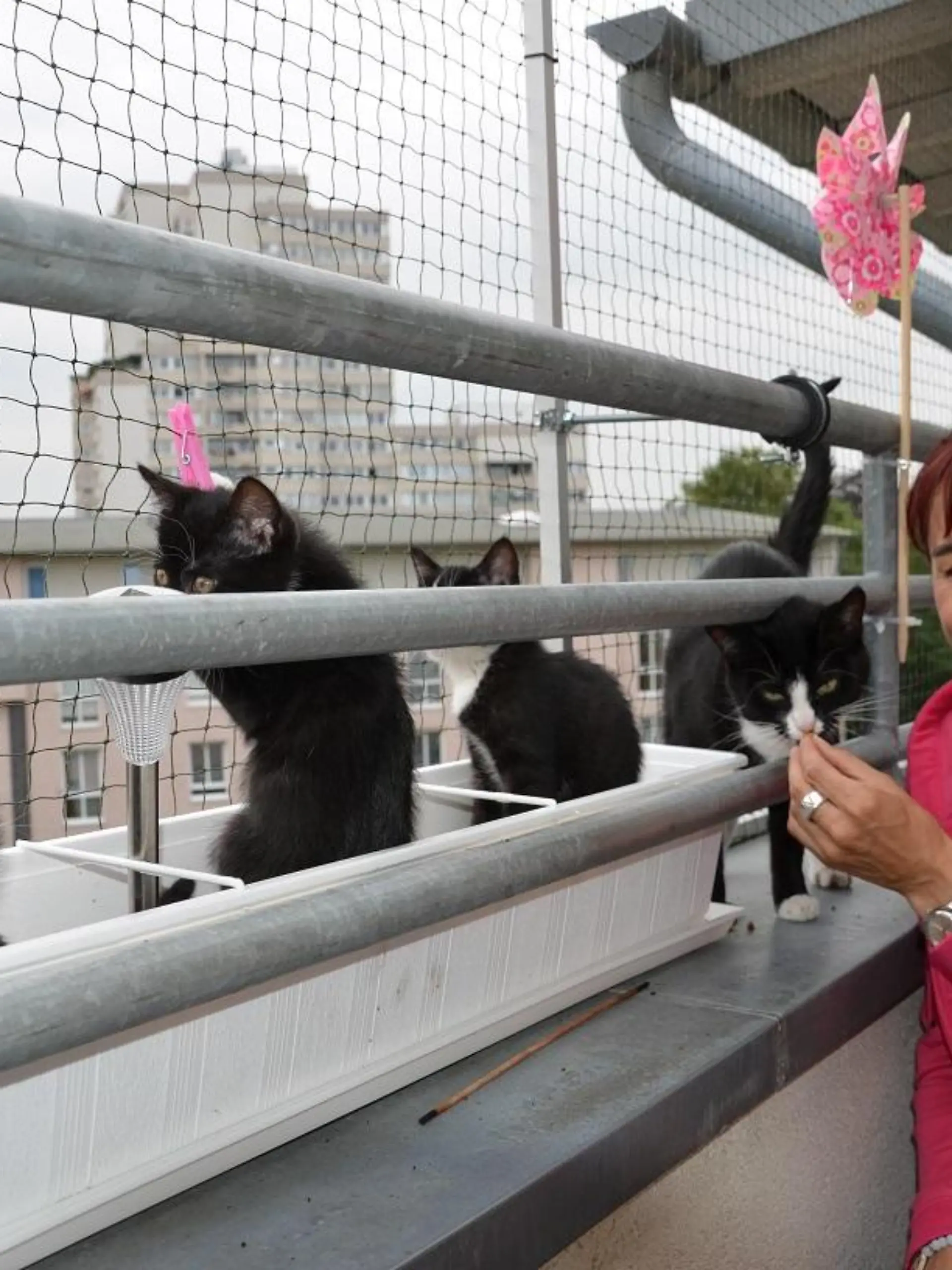 Tiergeschichten1 - VOX-DOCMA TV - Diana auf katzensicherem Balkon