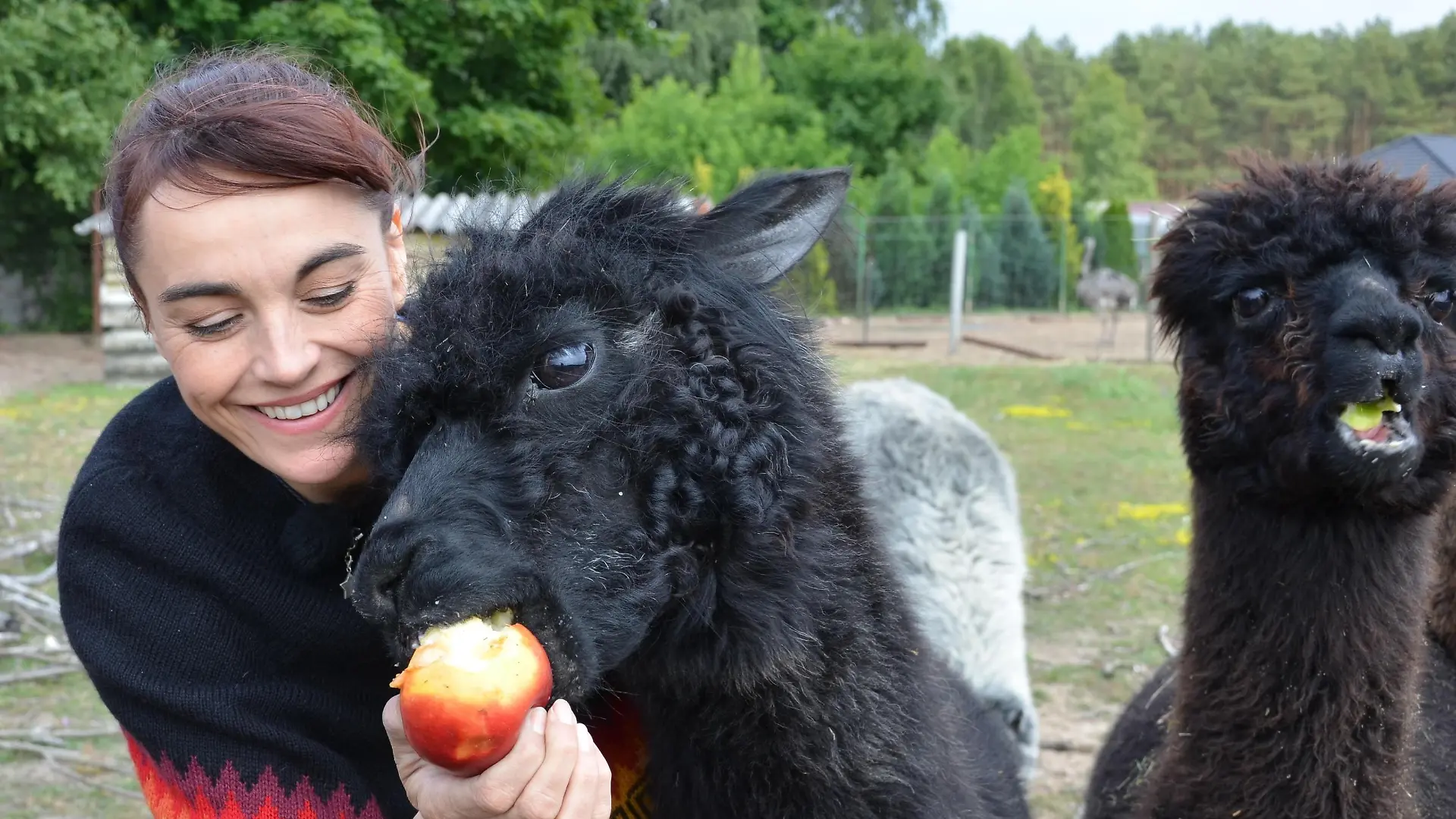 Tiergeschichten2 - Diana und Alpaka