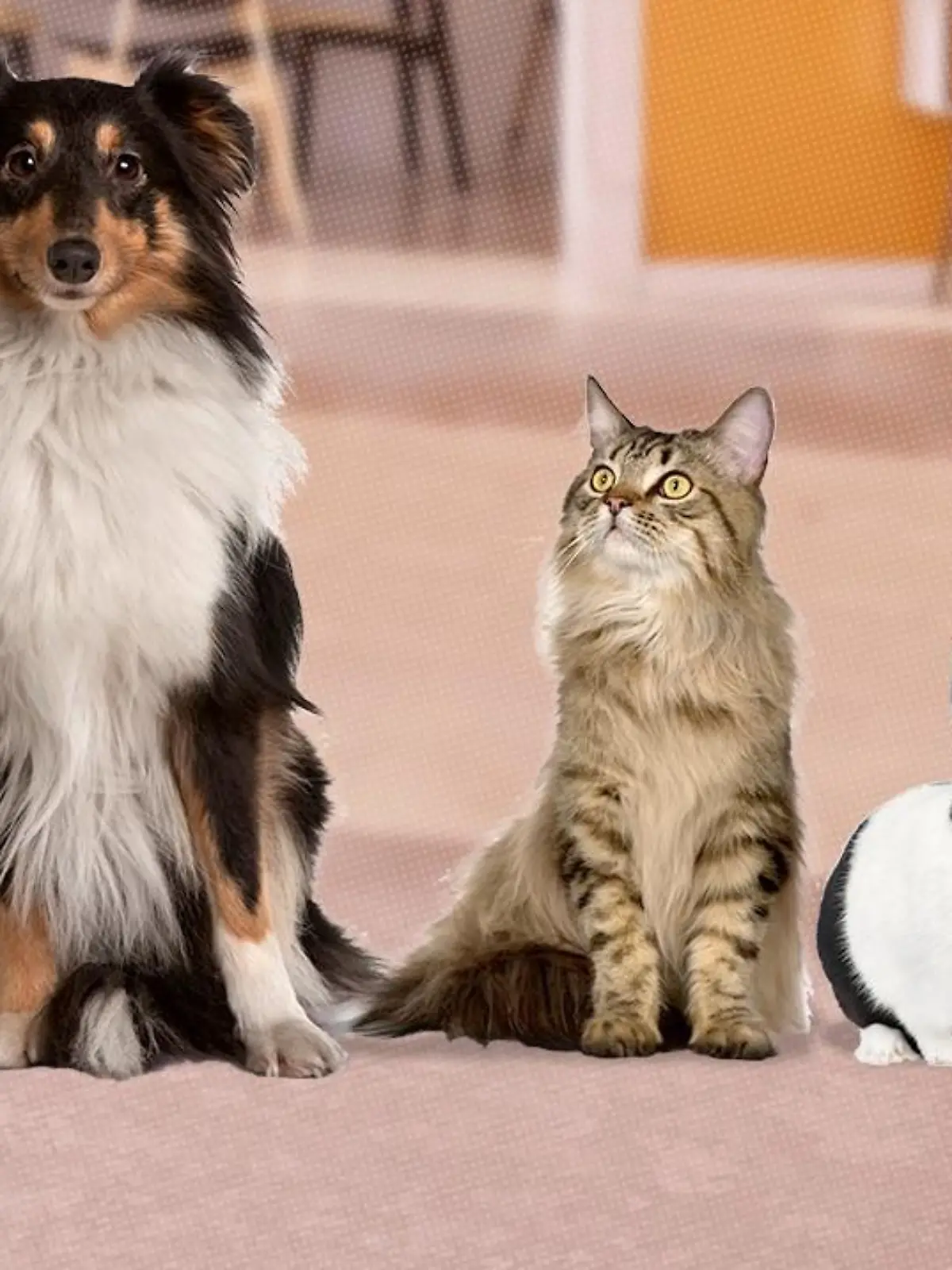 Verschiedene Haustiere wie Hund, Katze, Fisch, Meerschweinchen und Kaninchen