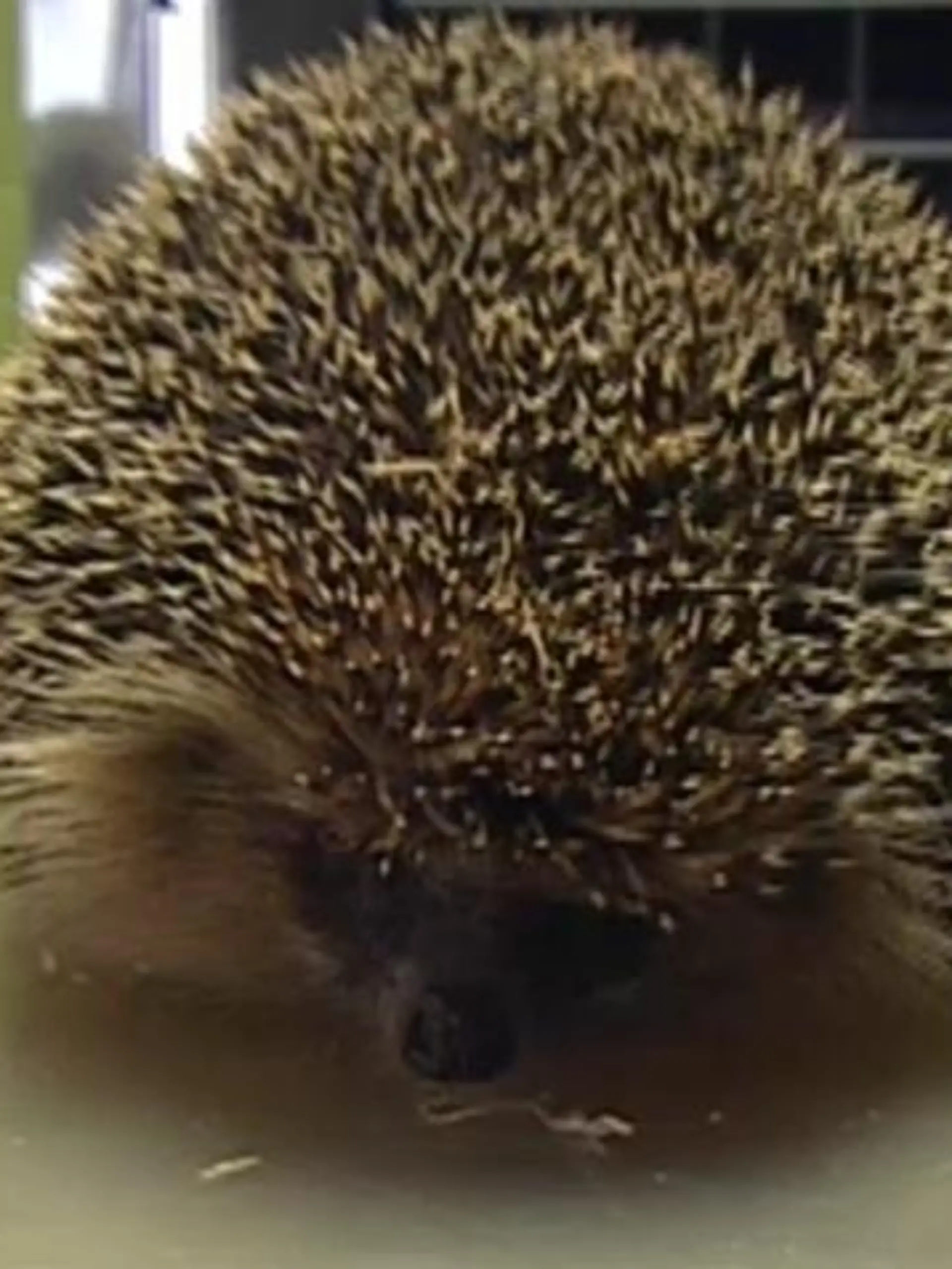Sprechstunde2 - Igel Wintercheck