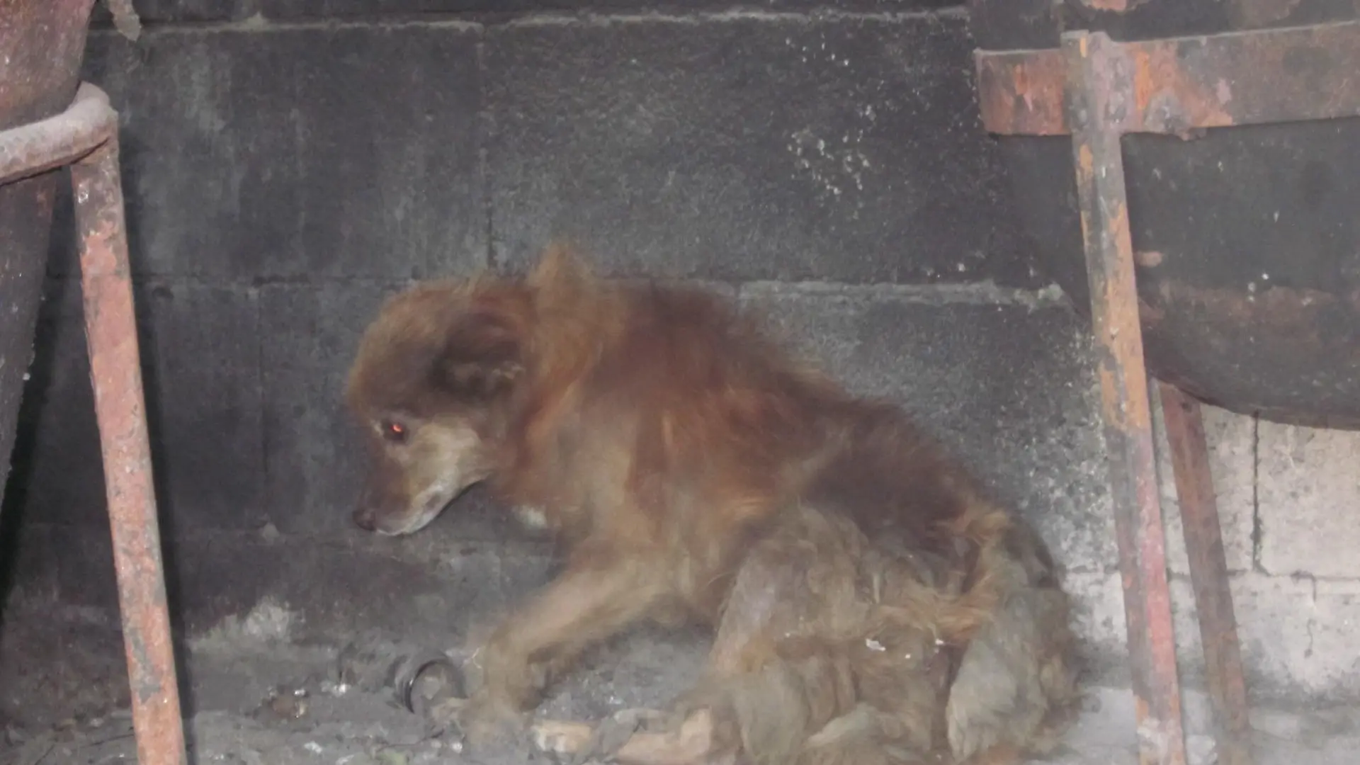 Tiergeschichten 3 - Hndin Kessi im Kesselhaus gefunden