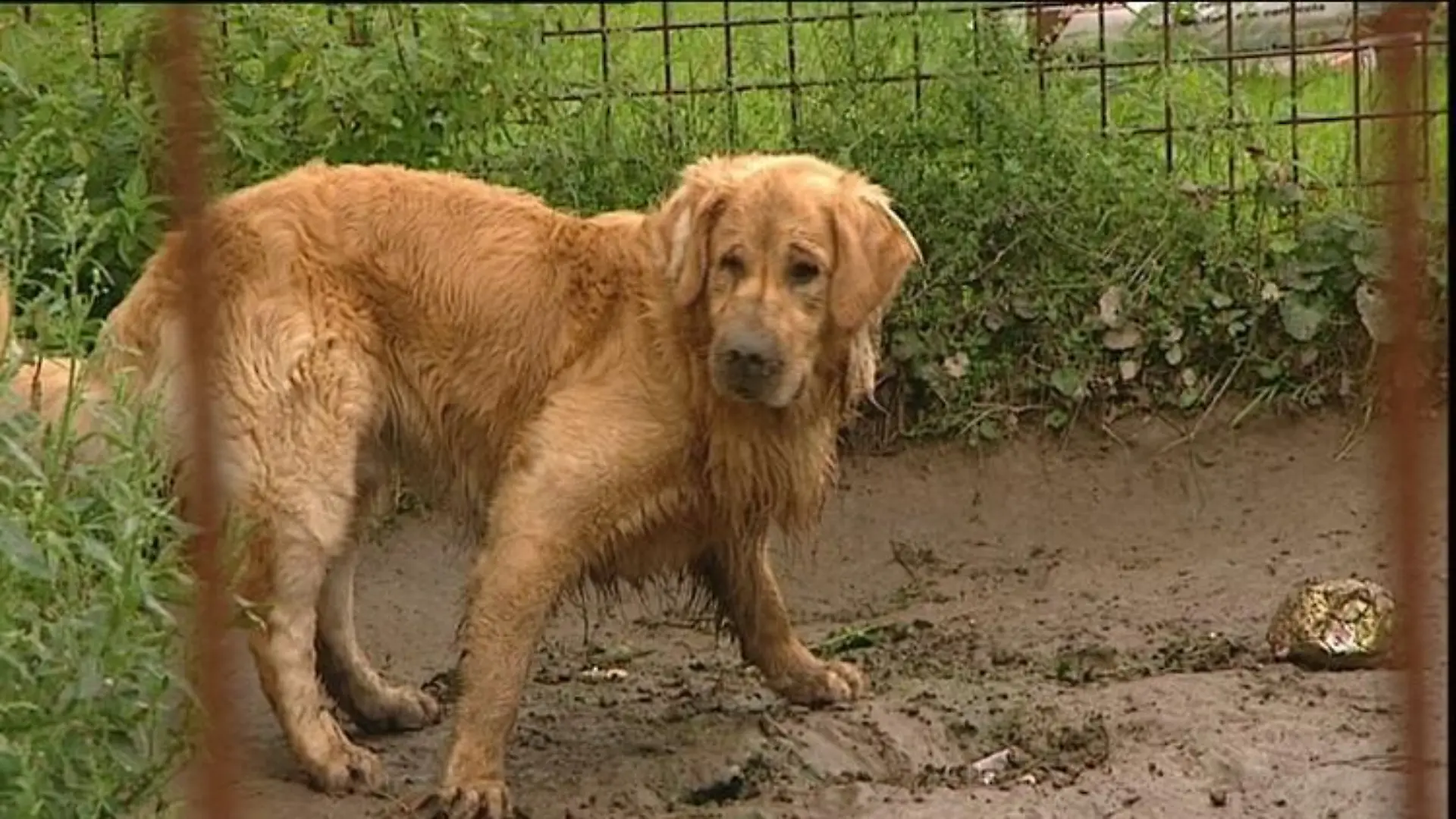 tiergeschichten3 Golden Retriever Charly