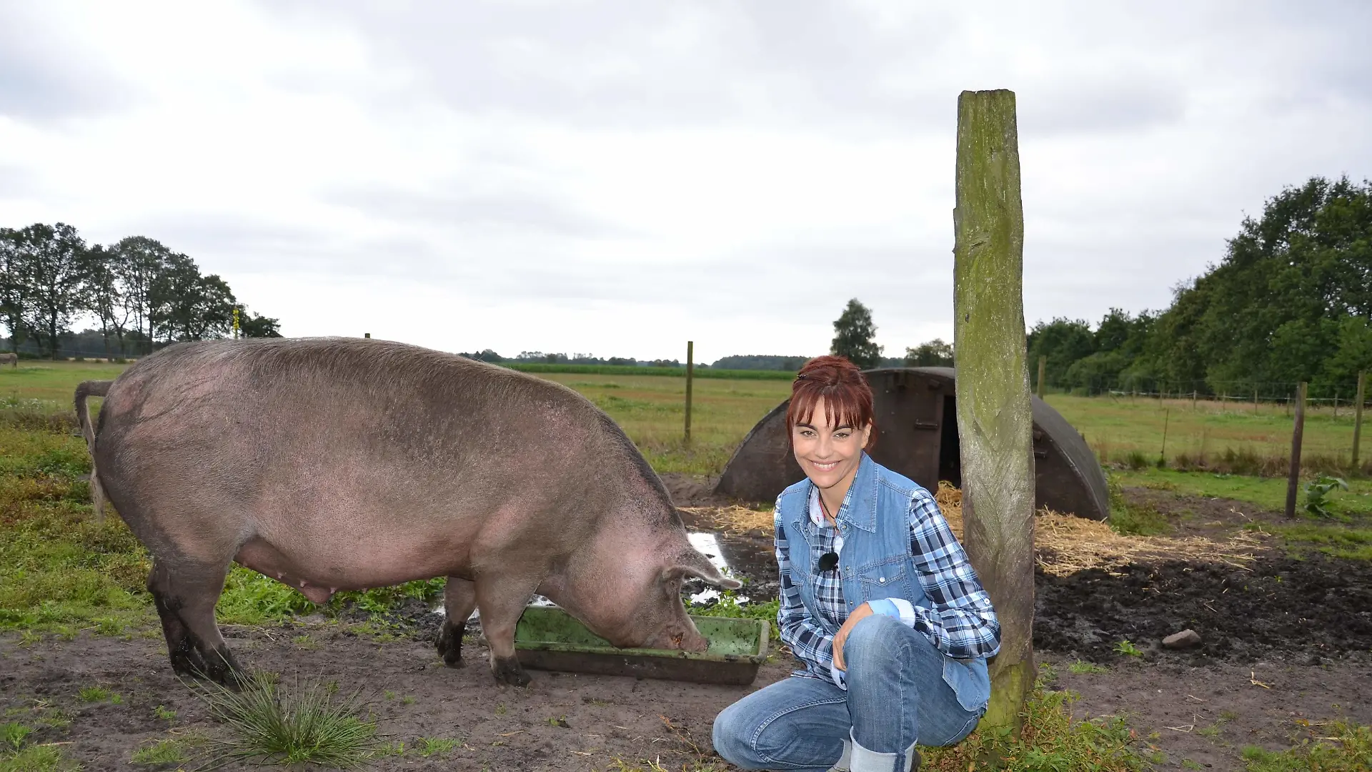 Tiergeschichten 2 - Schweineparadies