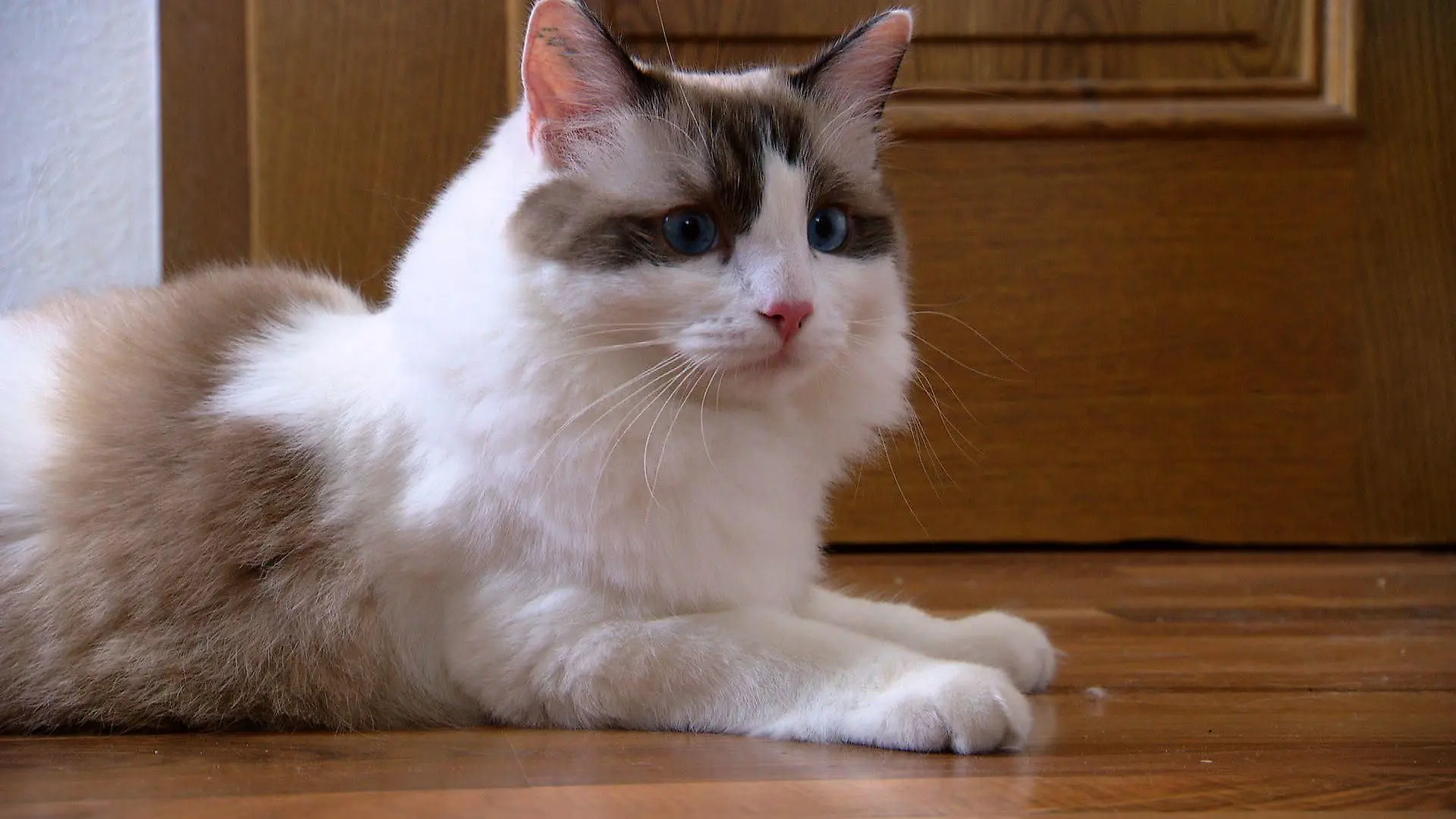 Katzenexpertin - VOX - Ragdollkater Dobby