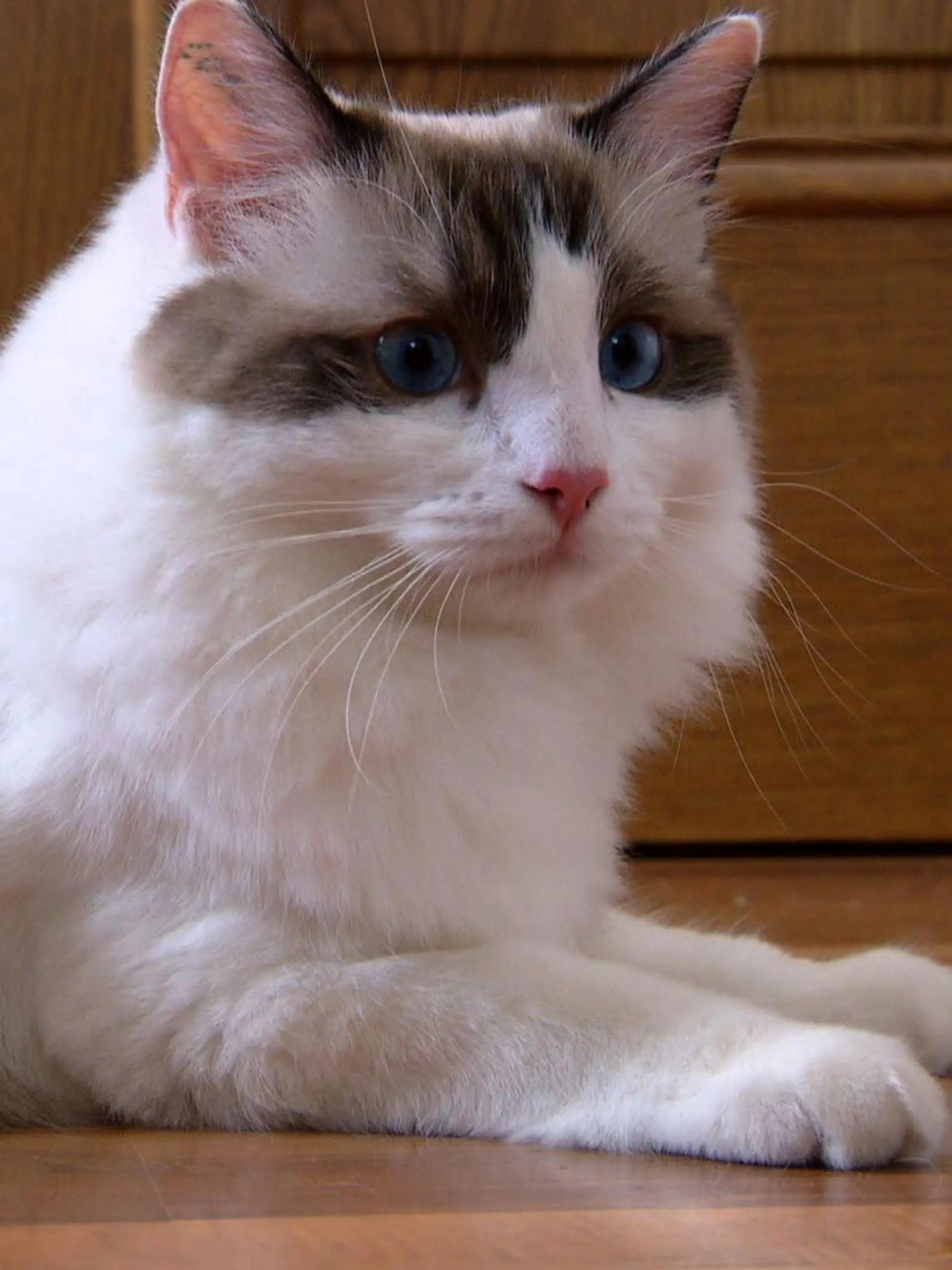 Katzenexpertin - VOX - Ragdollkater Dobby