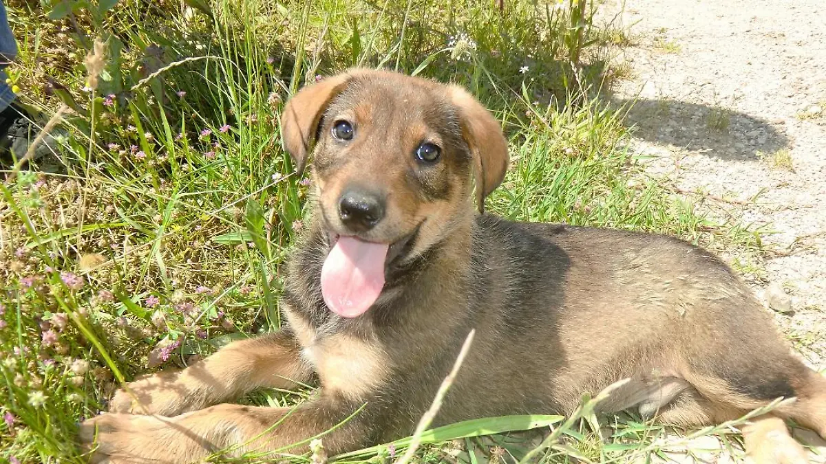 Tiere in Not - VOX-DOCMA TV - Frank Weber findet herrenlosen Welpen in Montenegro