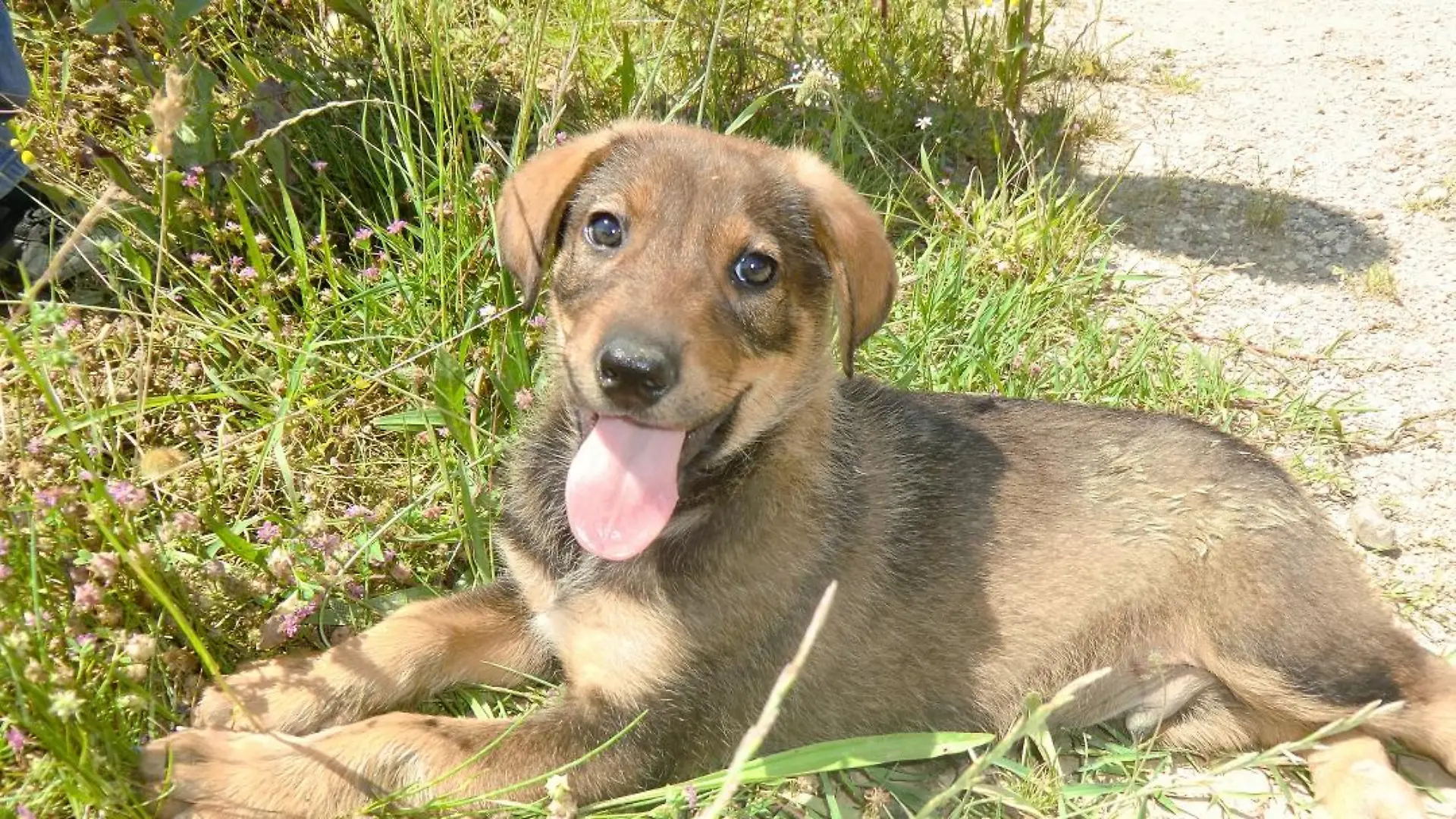 Tiere in Not - VOX-DOCMA TV - Frank Weber findet herrenlosen Welpen in Montenegro