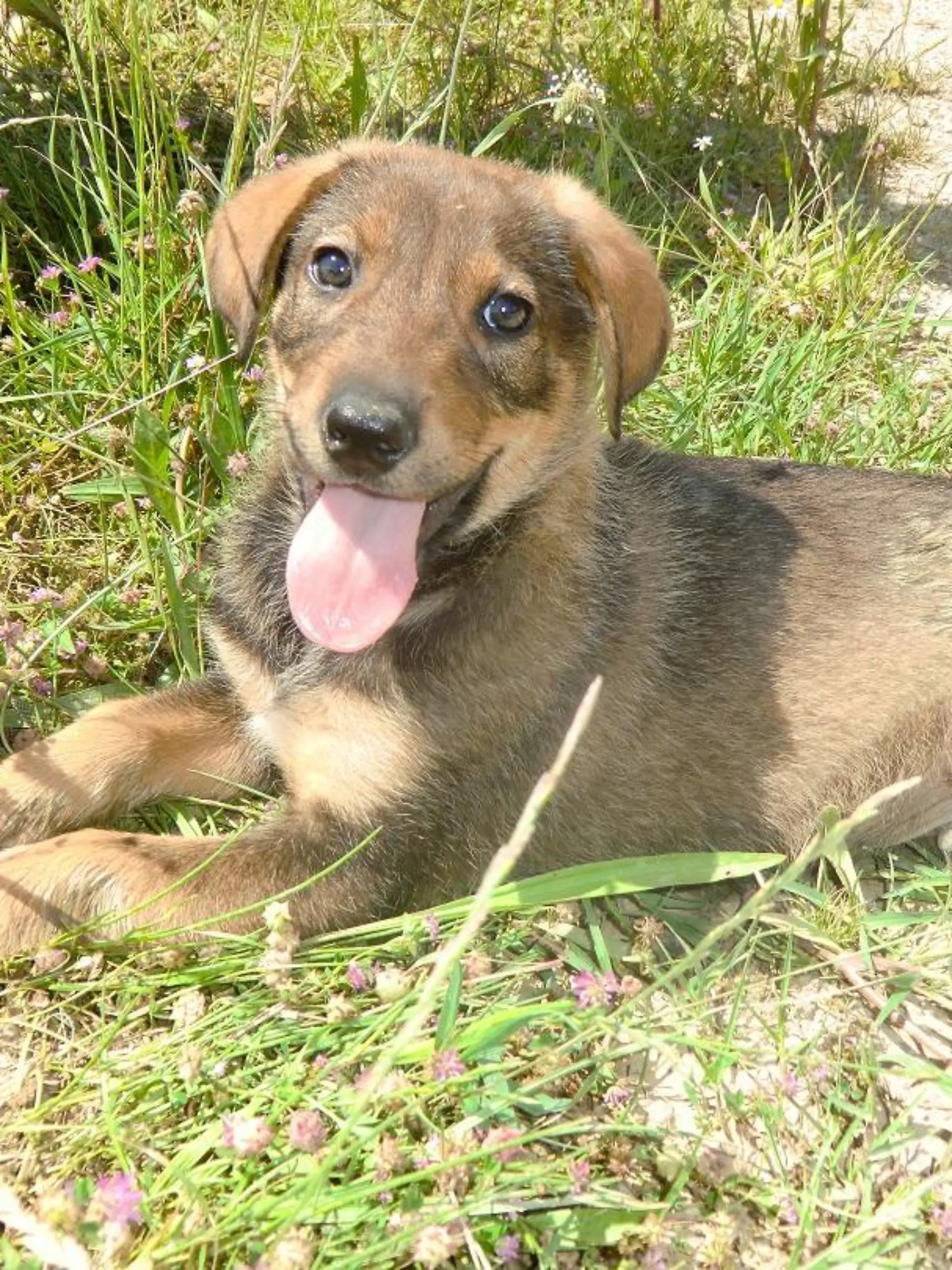 Tiere in Not - VOX-DOCMA TV - Frank Weber findet herrenlosen Welpen in Montenegro