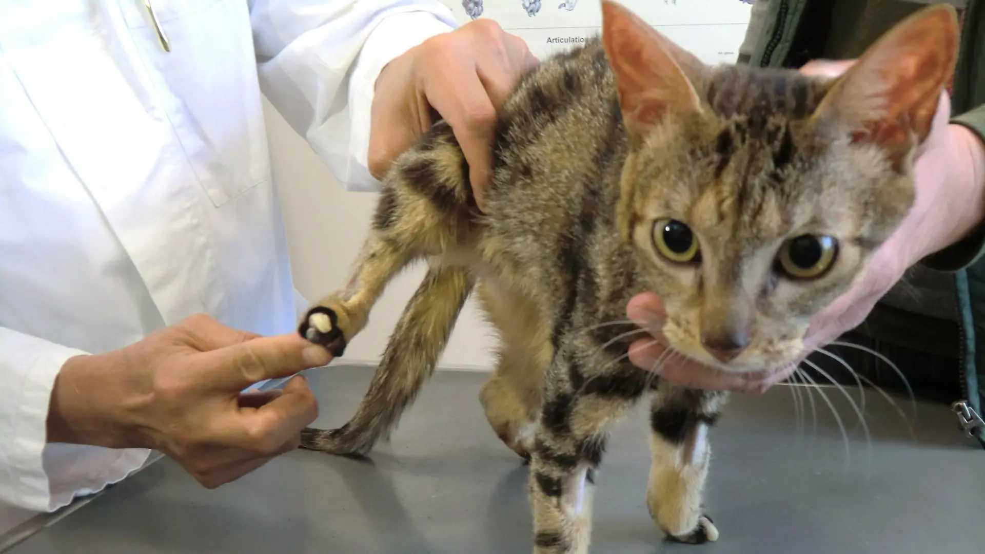 Der Tierarzt guckt sich die Pfote von Maja genaustes an. Die Beschwerden beim Laufen werden immer dramatischer. Kann man dem Kätzchen durch eine Operation helfen?