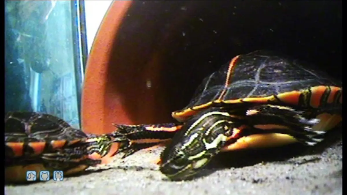 hkm schildkroeten 3