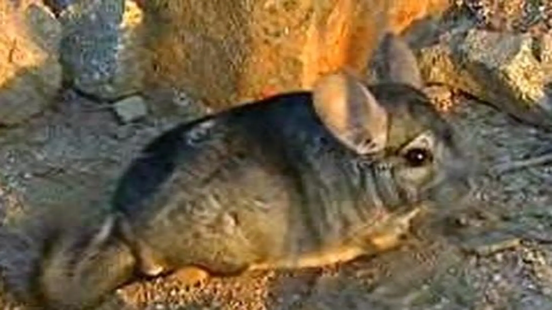 chinchilla03