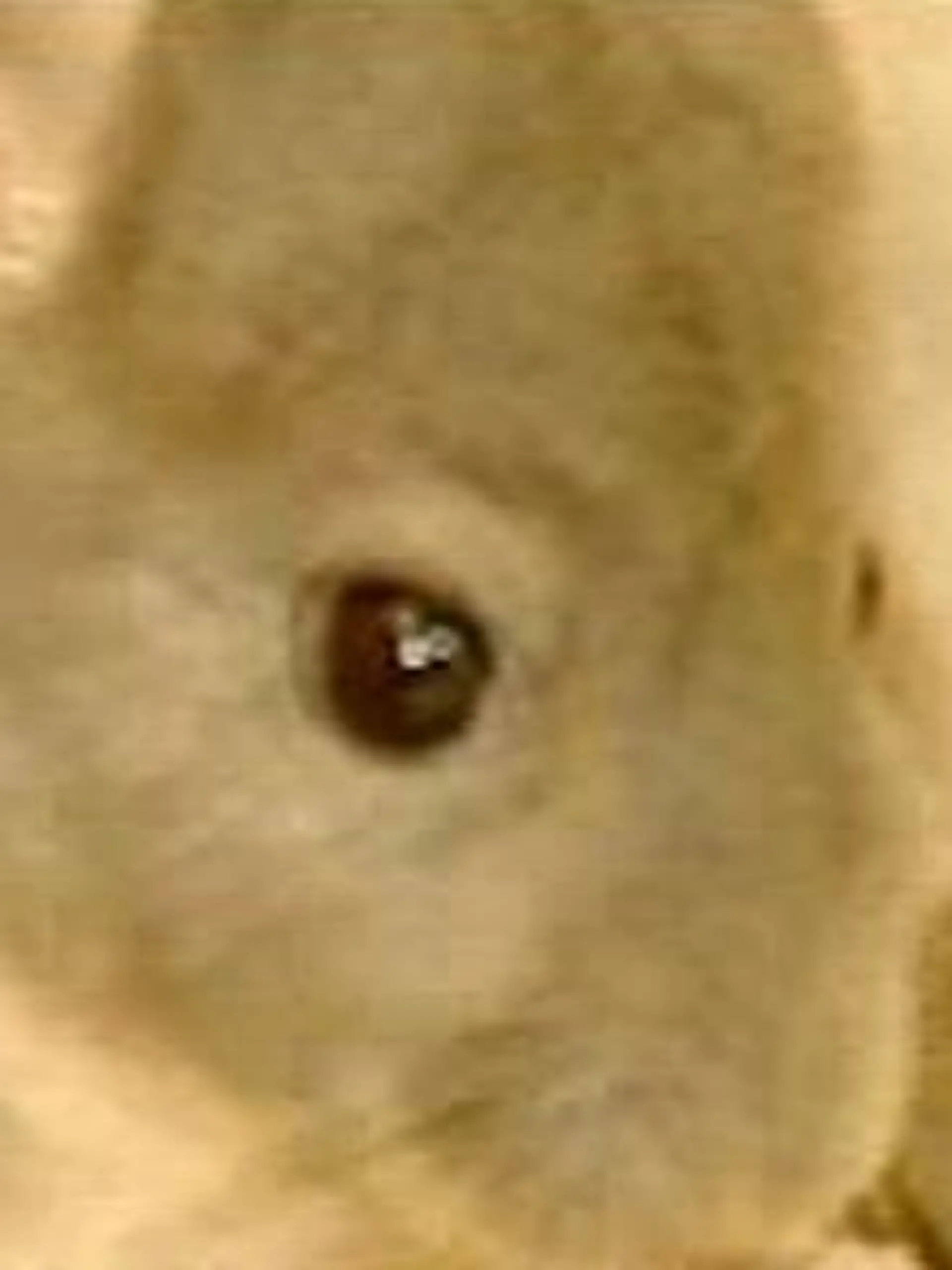 chinchilla01