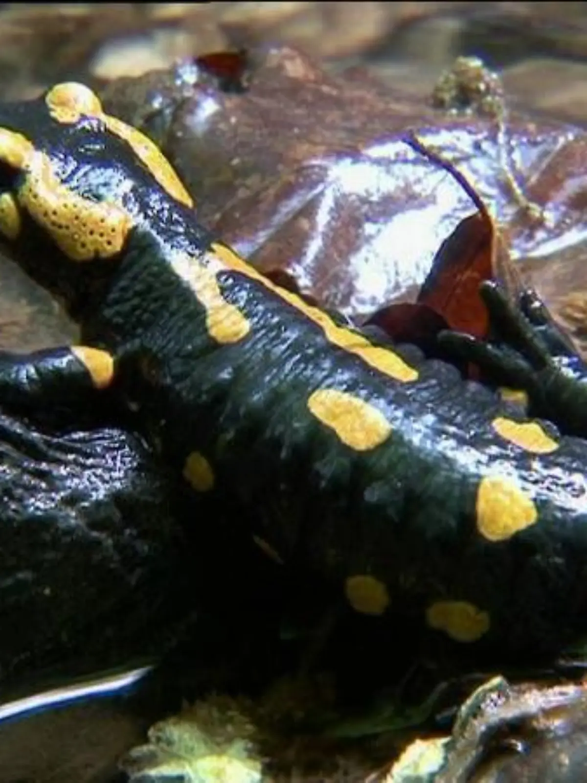 tiergeschichten2 feuersalamander close