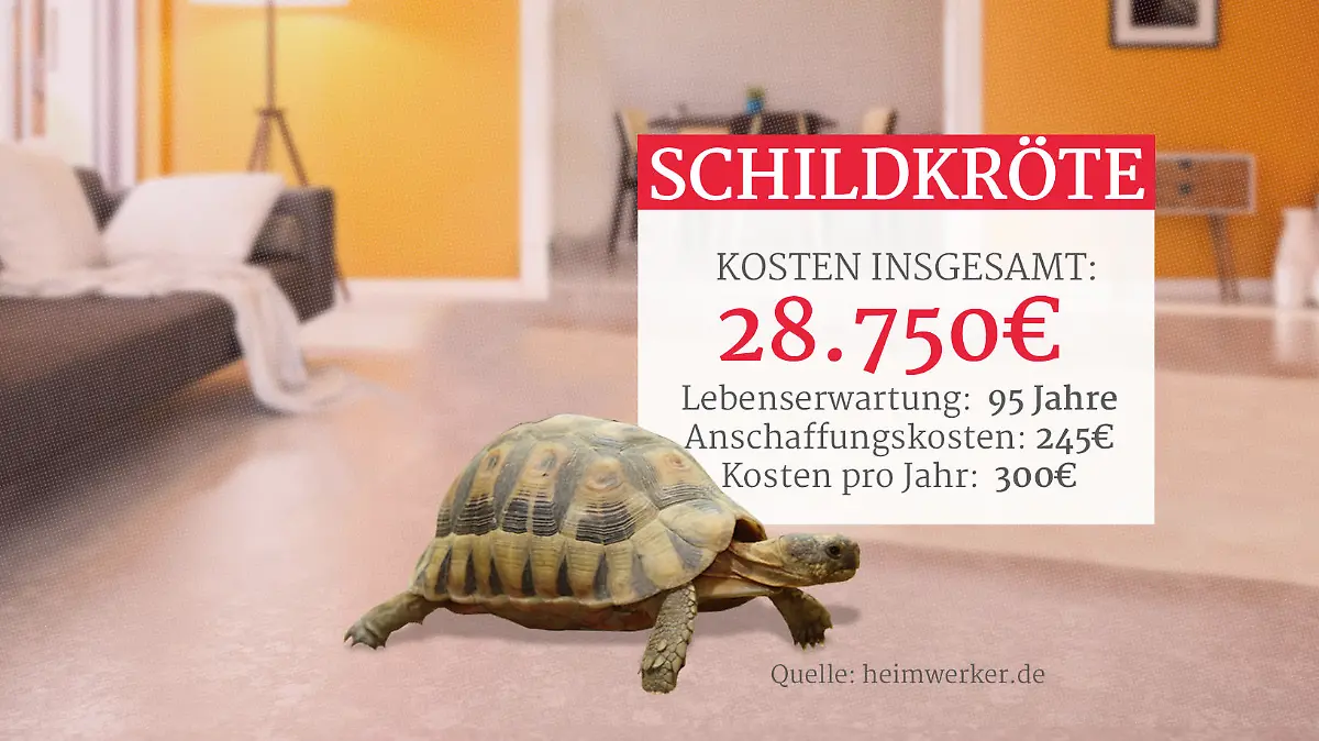 Grafik: Kosten einer Schildkröte als Haustier