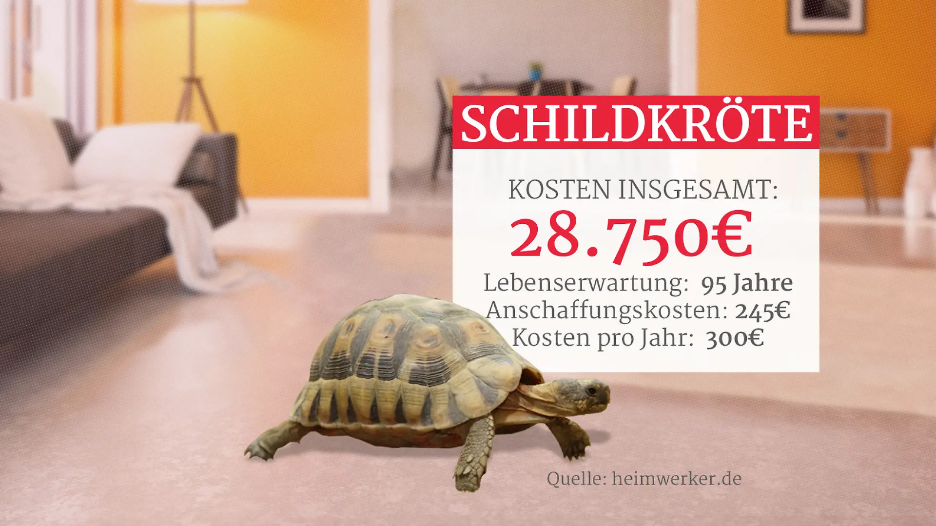 Grafik: Kosten einer Schildkröte als Haustier