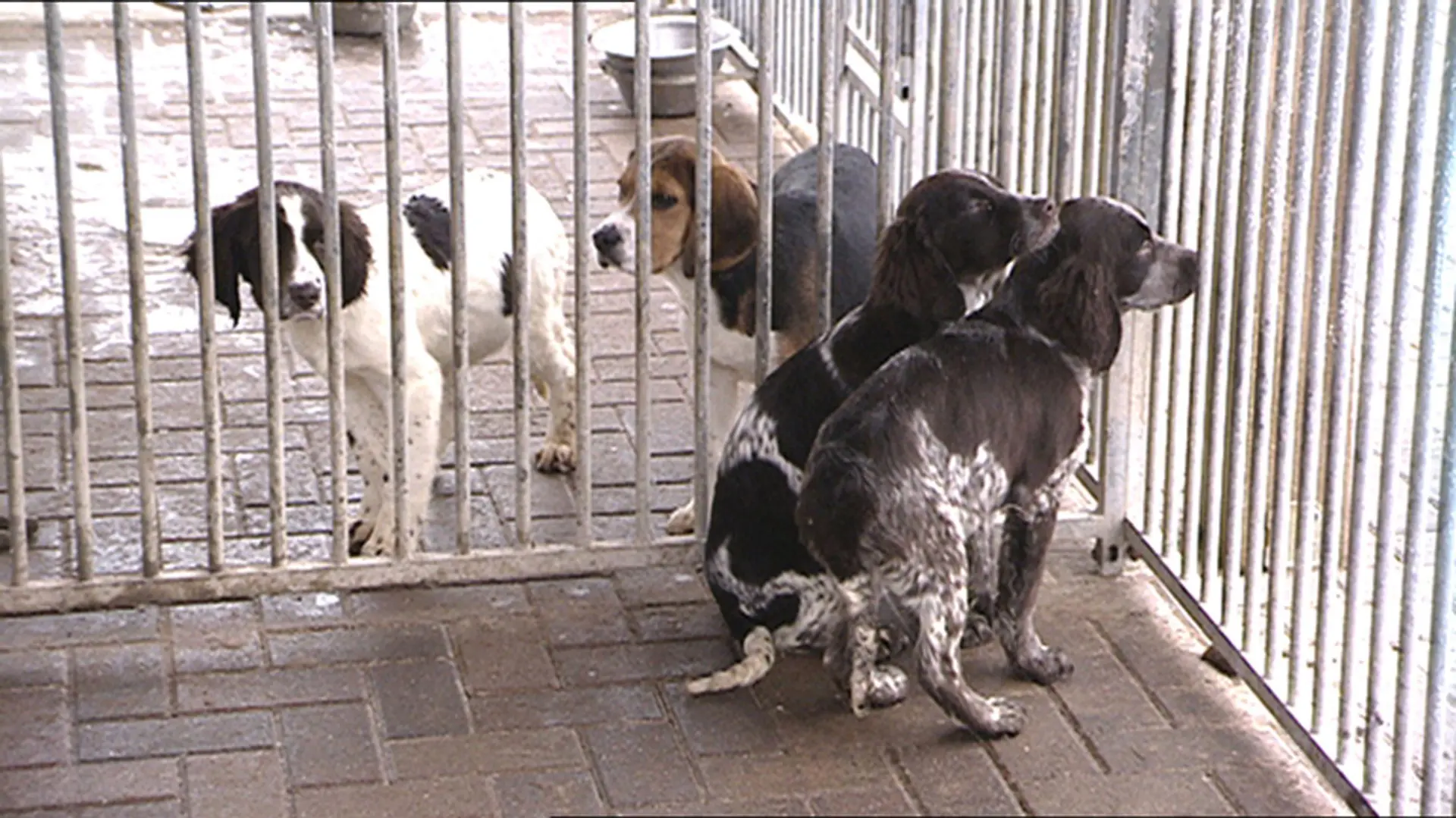 Die Hunde die zur Versteigerung angeboten werden, stammen aus einer angeblich in Auflösung befindlichen Zuchtgemeinschaft. Für die Tierschützer vor Ort handelt es sich dabei um nichts anders als eine Massenzucht.