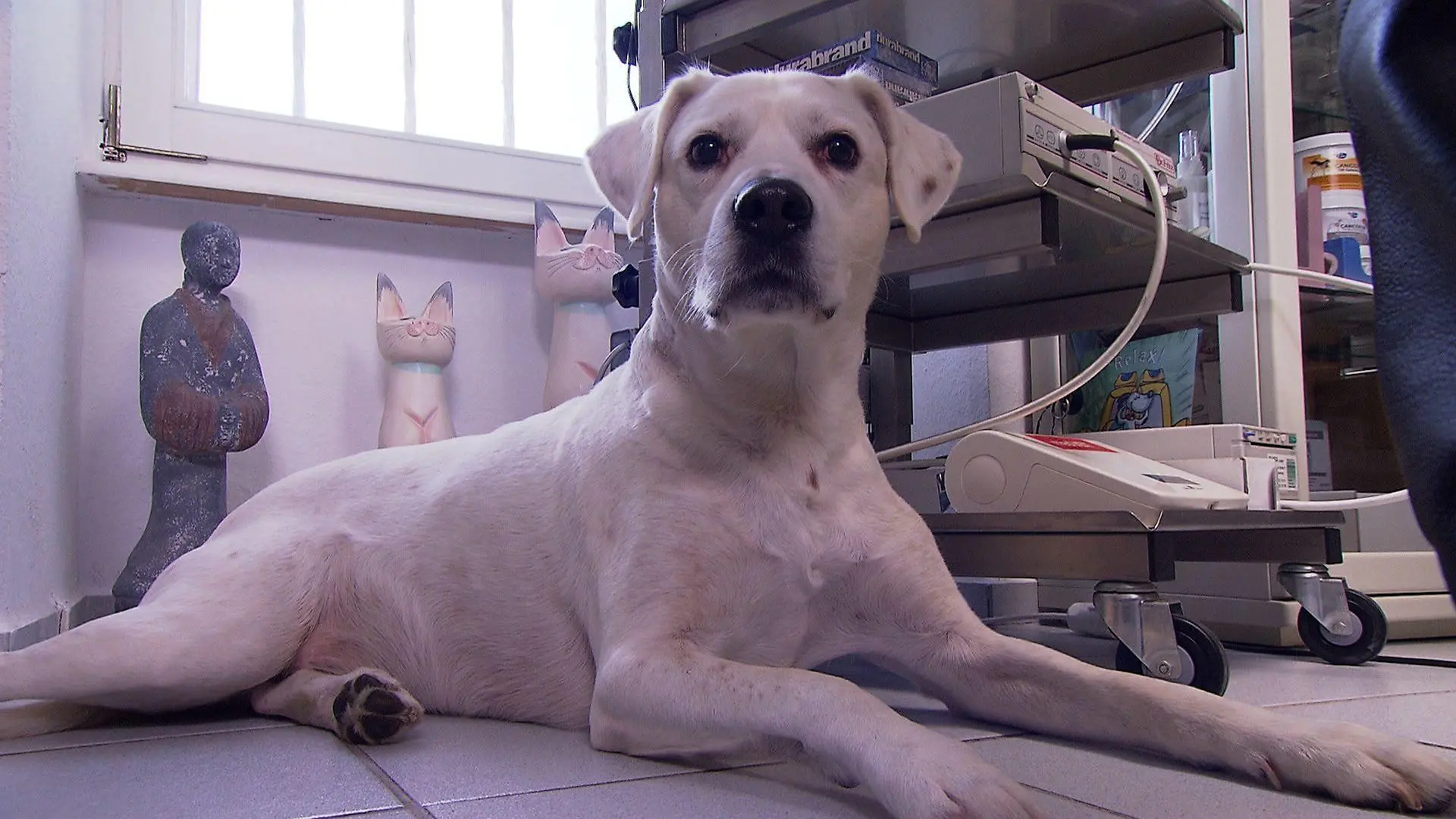 Sprechstunde - VOX - Hund Rocky mit Tumor