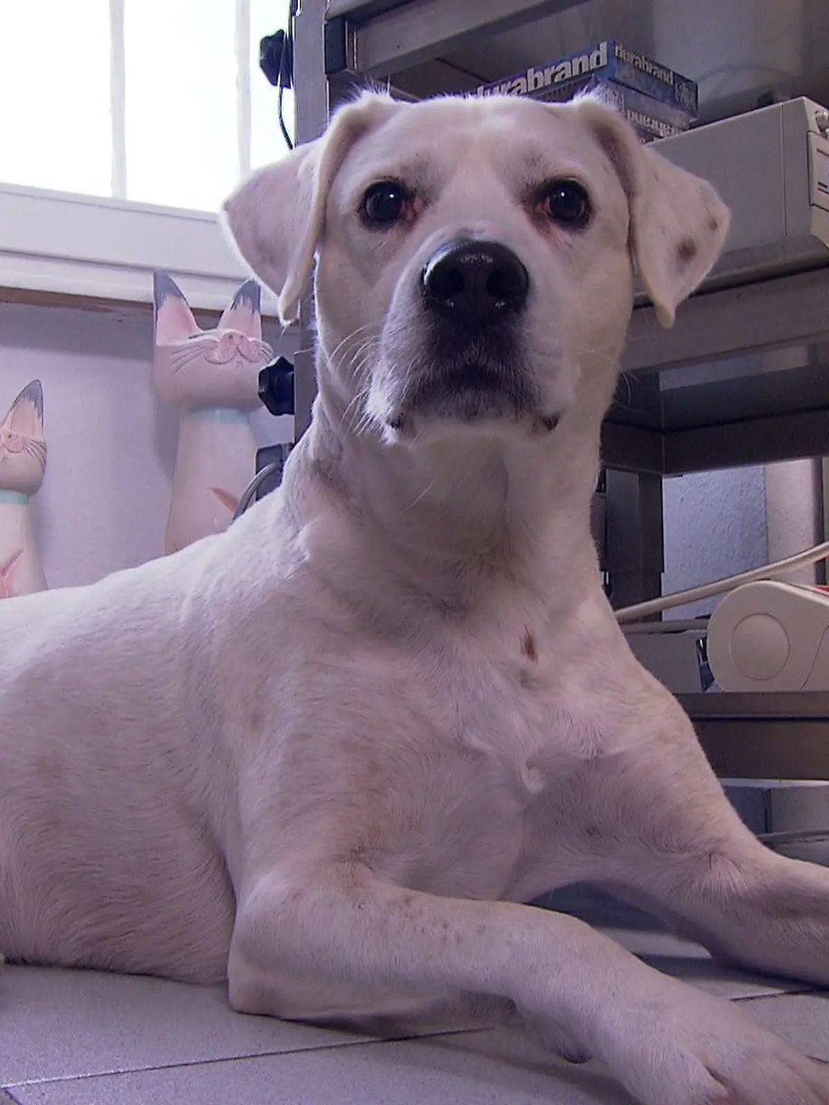 Sprechstunde - VOX - Hund Rocky mit Tumor