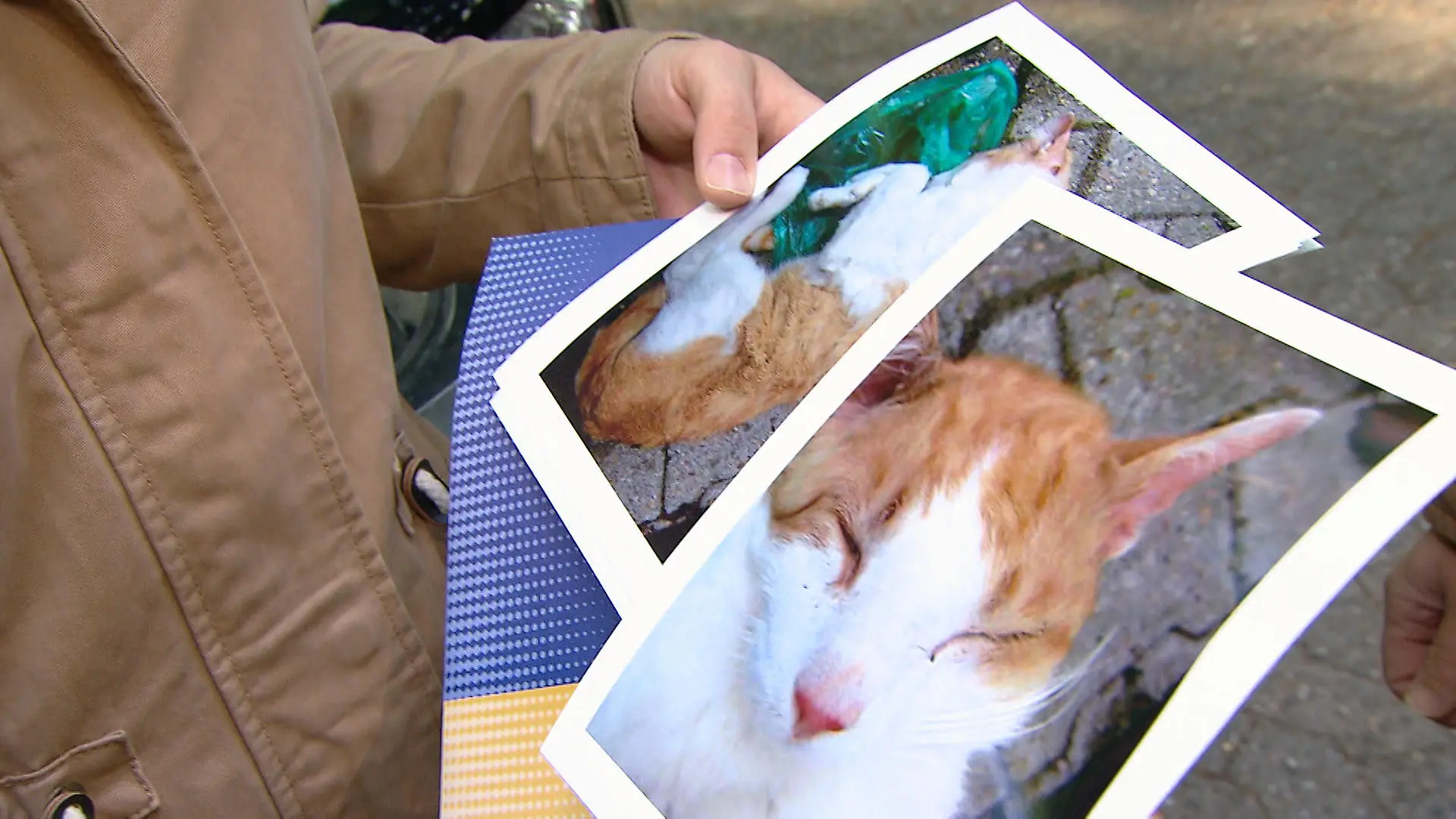 Die Tierdetektivin 4