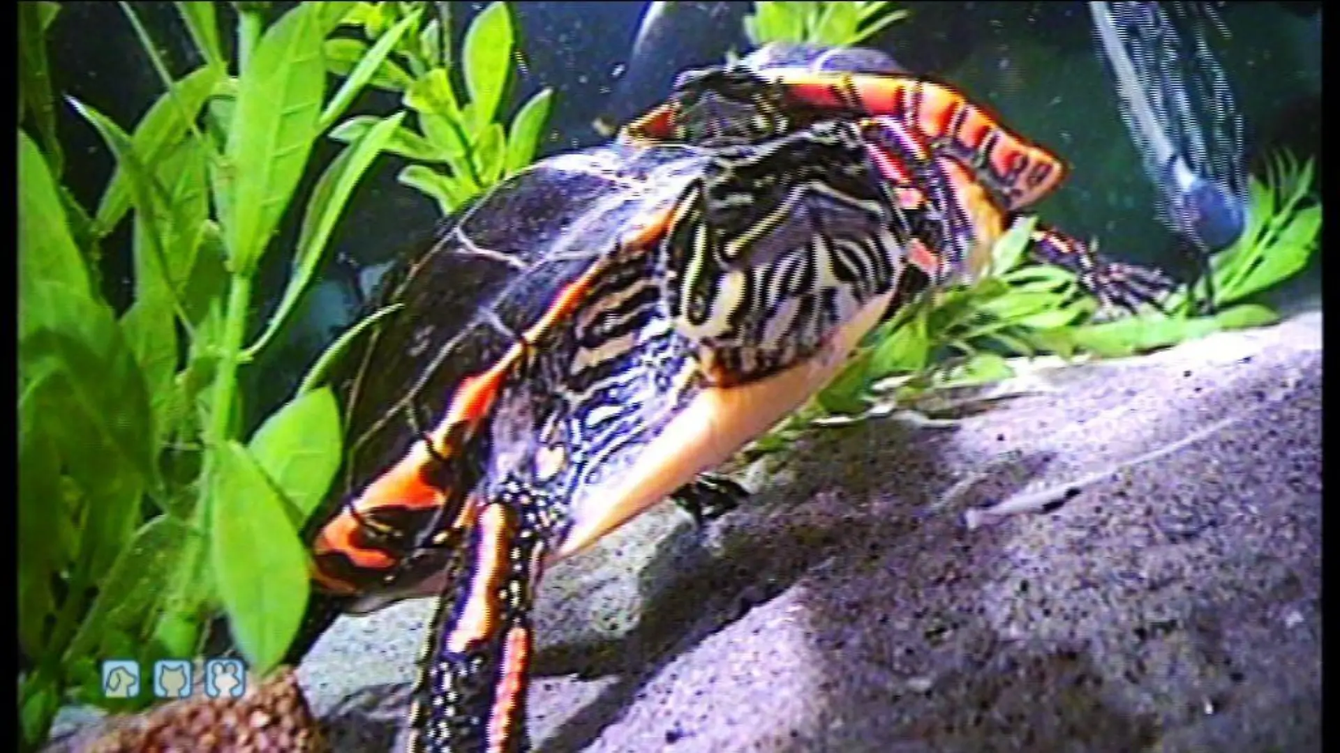 hkm schildkroeten