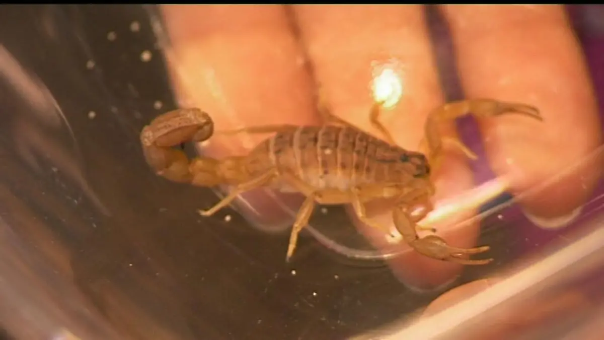 tiergeschichten3 teaser