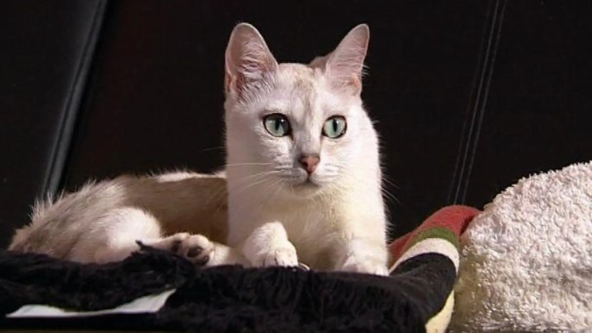 tiergeschichten2 1