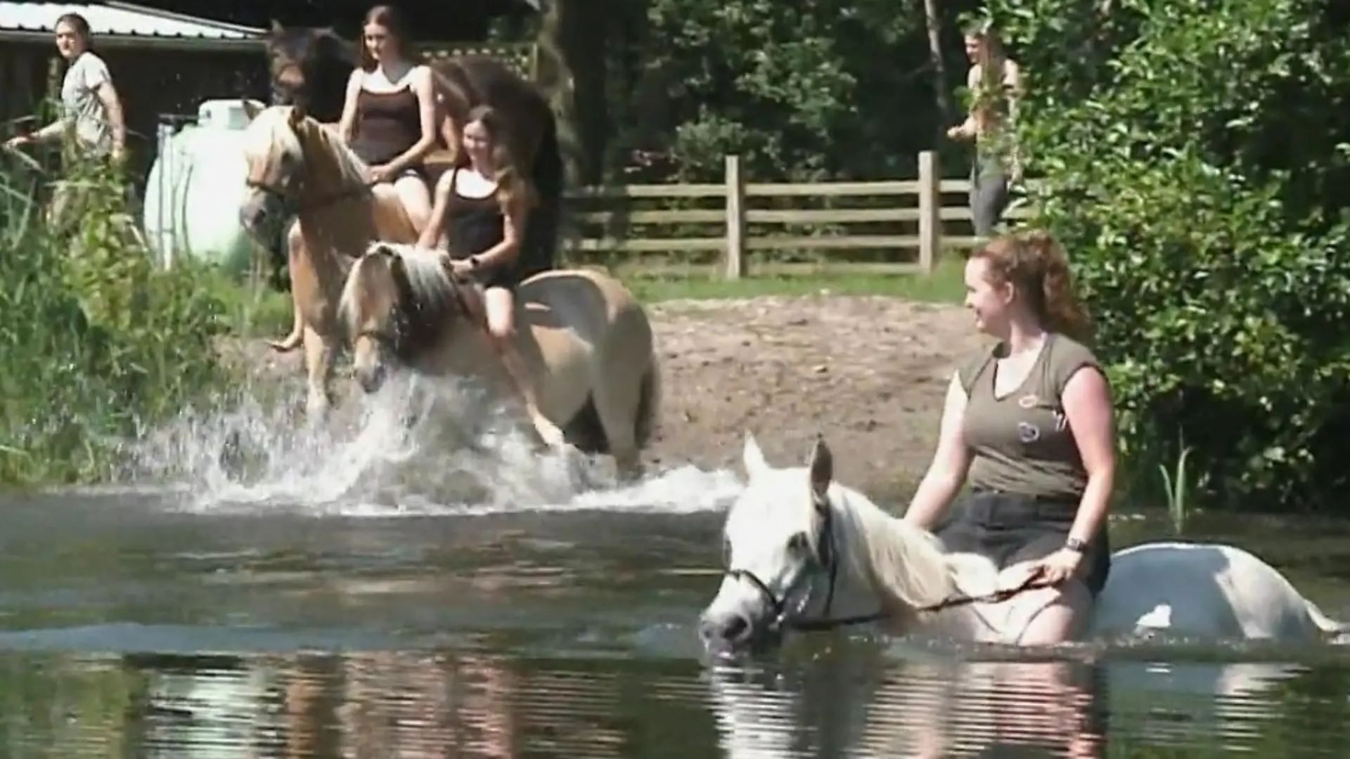 Schwimmen mit Pferden