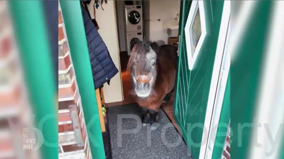Bei Bella steht ein Pferd auf dem Flur