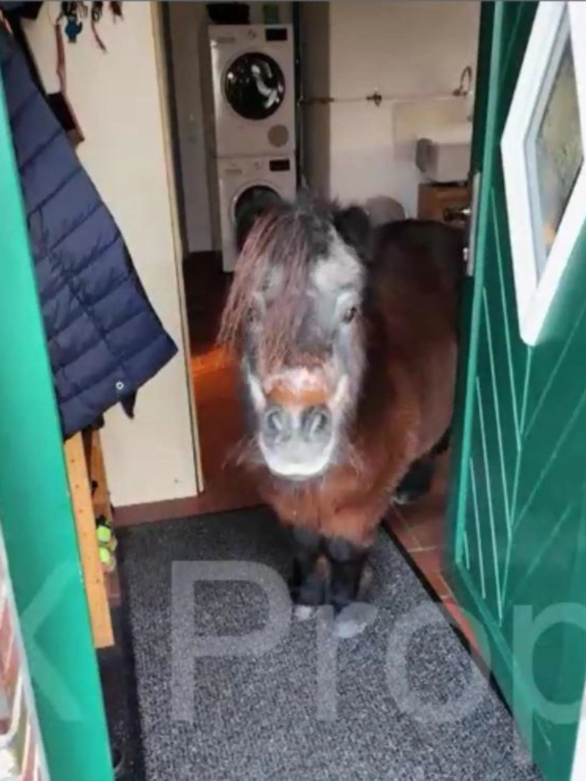 Bei Bella steht ein Pferd auf dem Flur