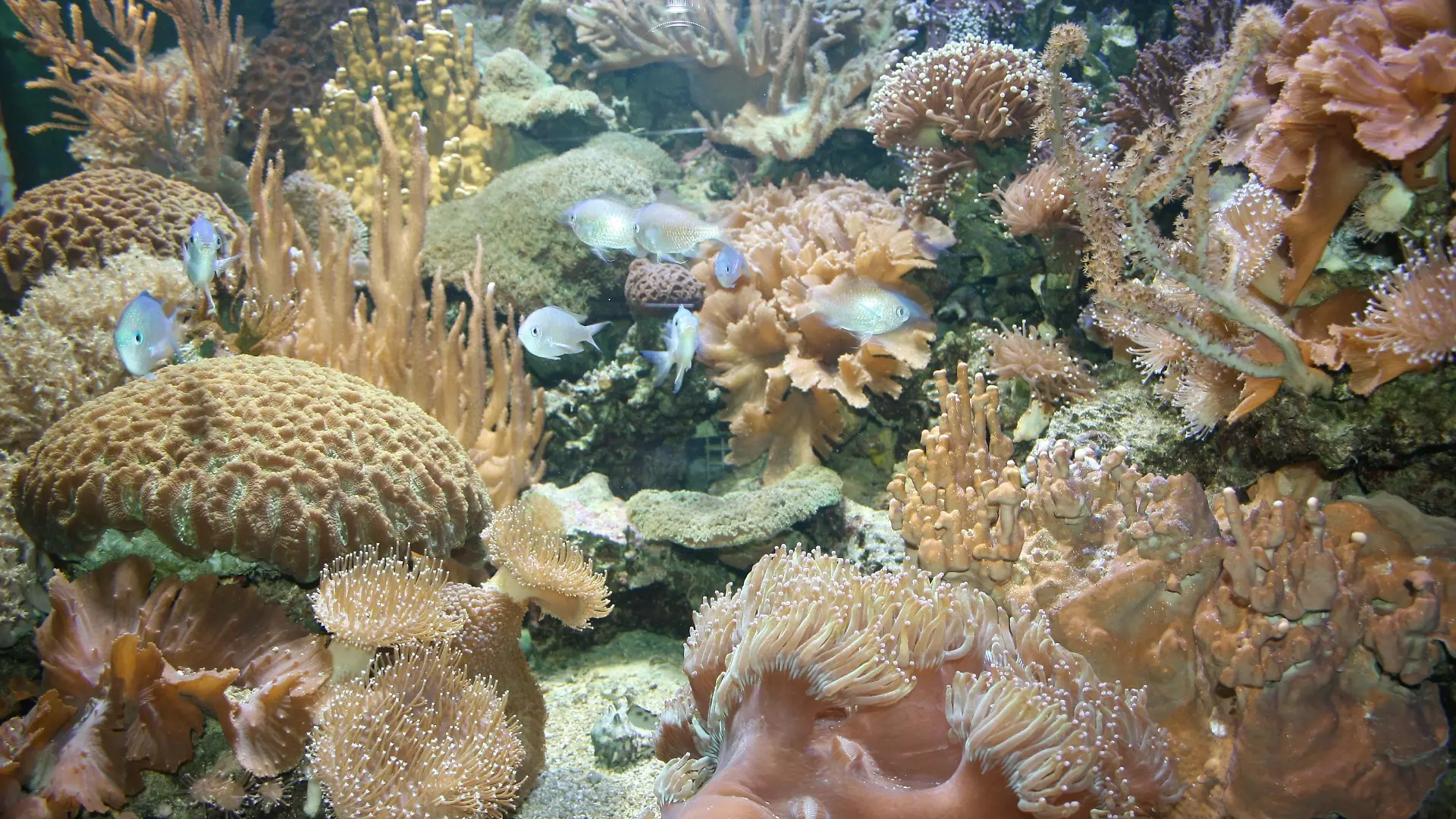 Tiergeschichten 2 - Seeanemone 1