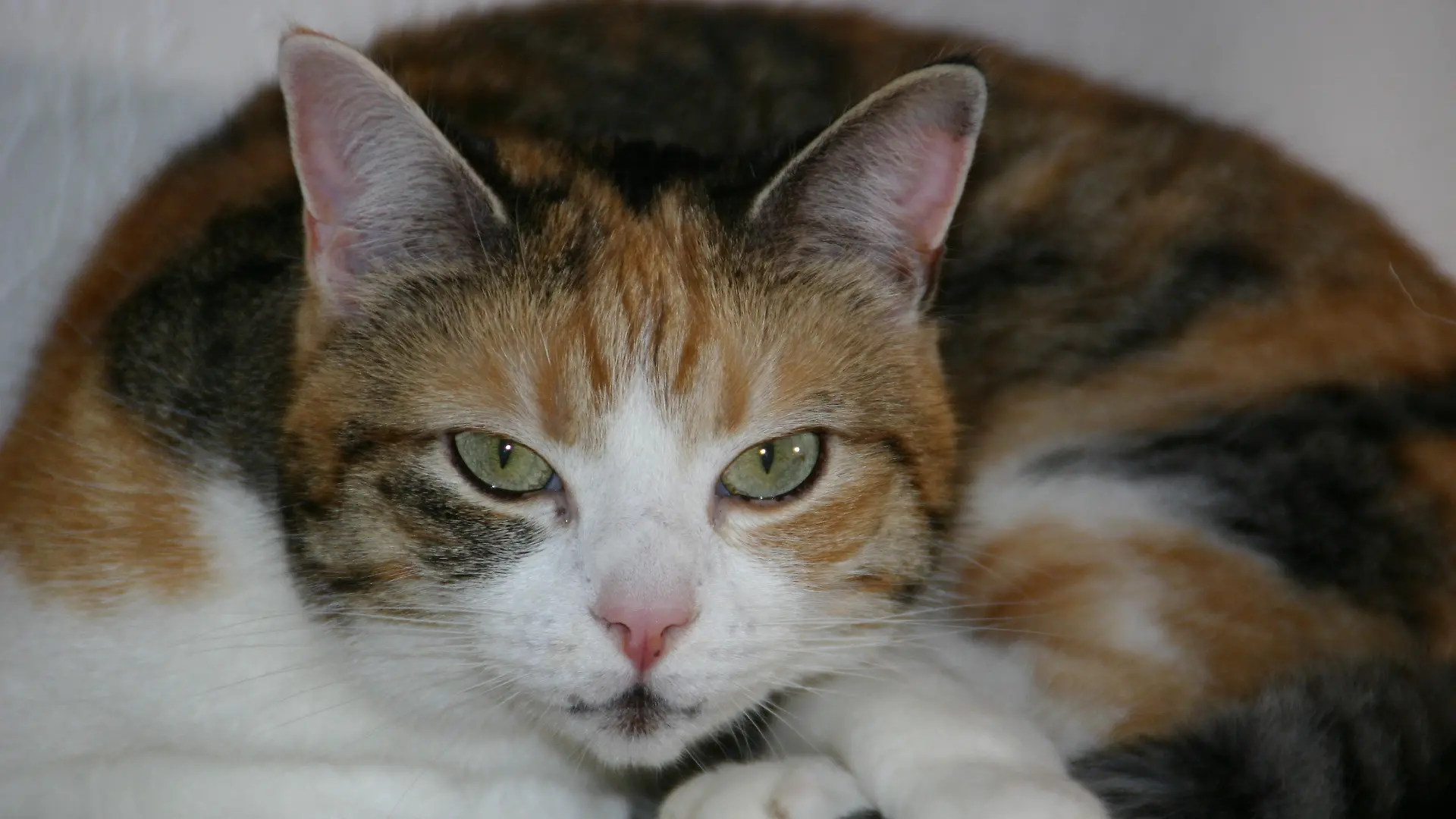 Katzenexpertin - VOX-DOCMA TV-LISA EHL - Katze Kira