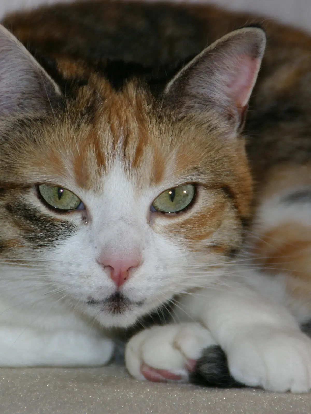 Katzenexpertin - VOX-DOCMA TV-LISA EHL - Katze Kira