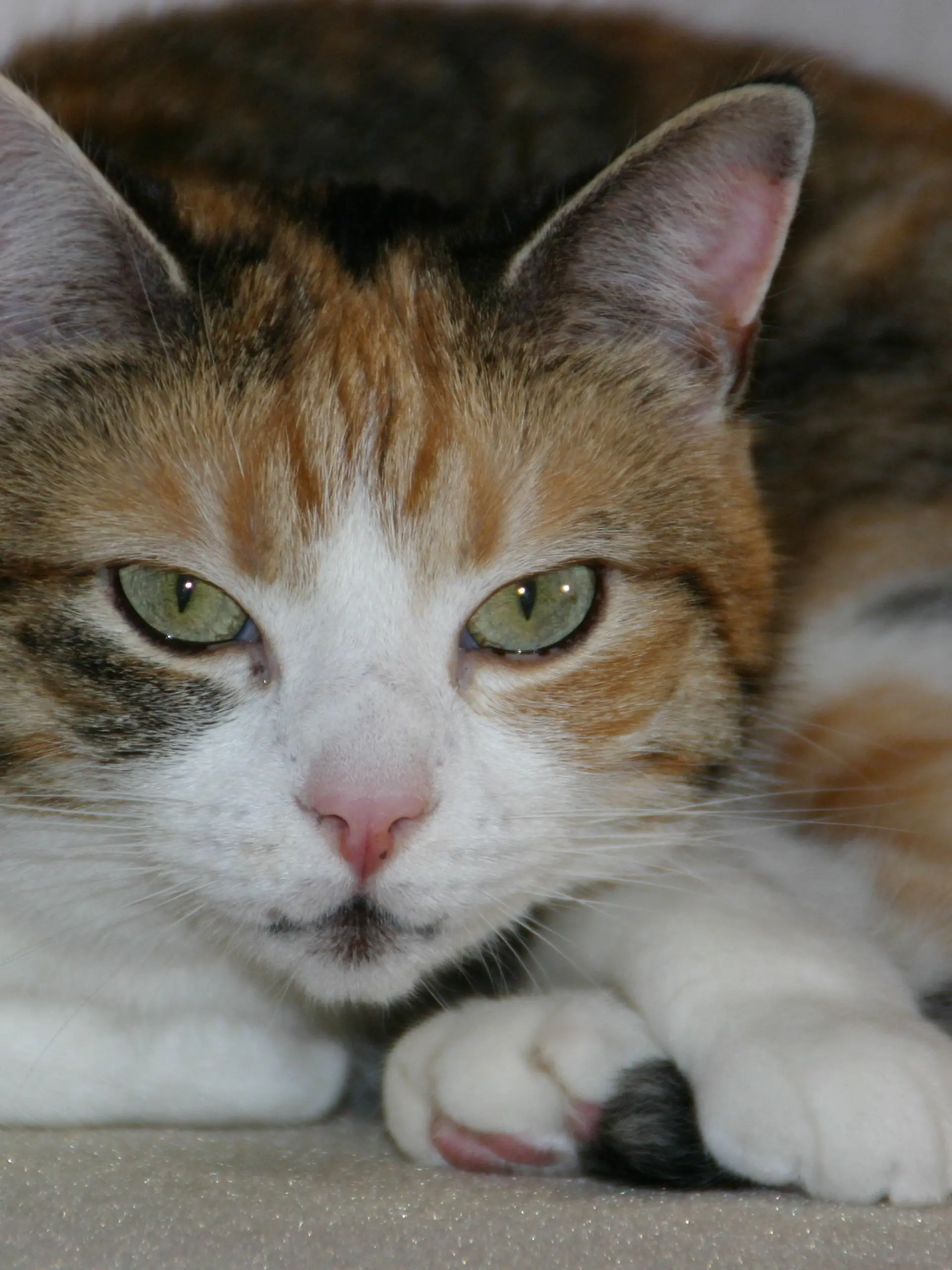 Katzenexpertin - VOX-DOCMA TV-LISA EHL - Katze Kira