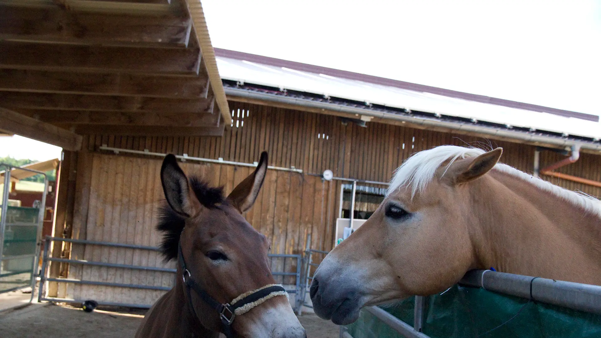 Tiergeschichten 2 - Maultiere 2.jpg