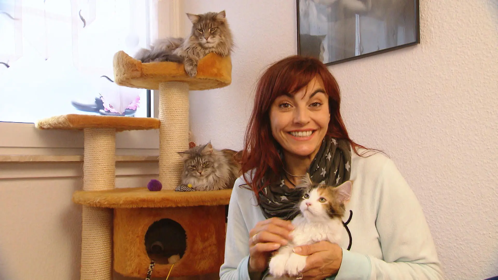 TG3 - Eine Katze zieht ein VOX - hundkatzemaus-Reporterin Diana Eichhorn erklrt was es bei einem Katzenkauf und deren Eingewhnung zu beachten gilt
