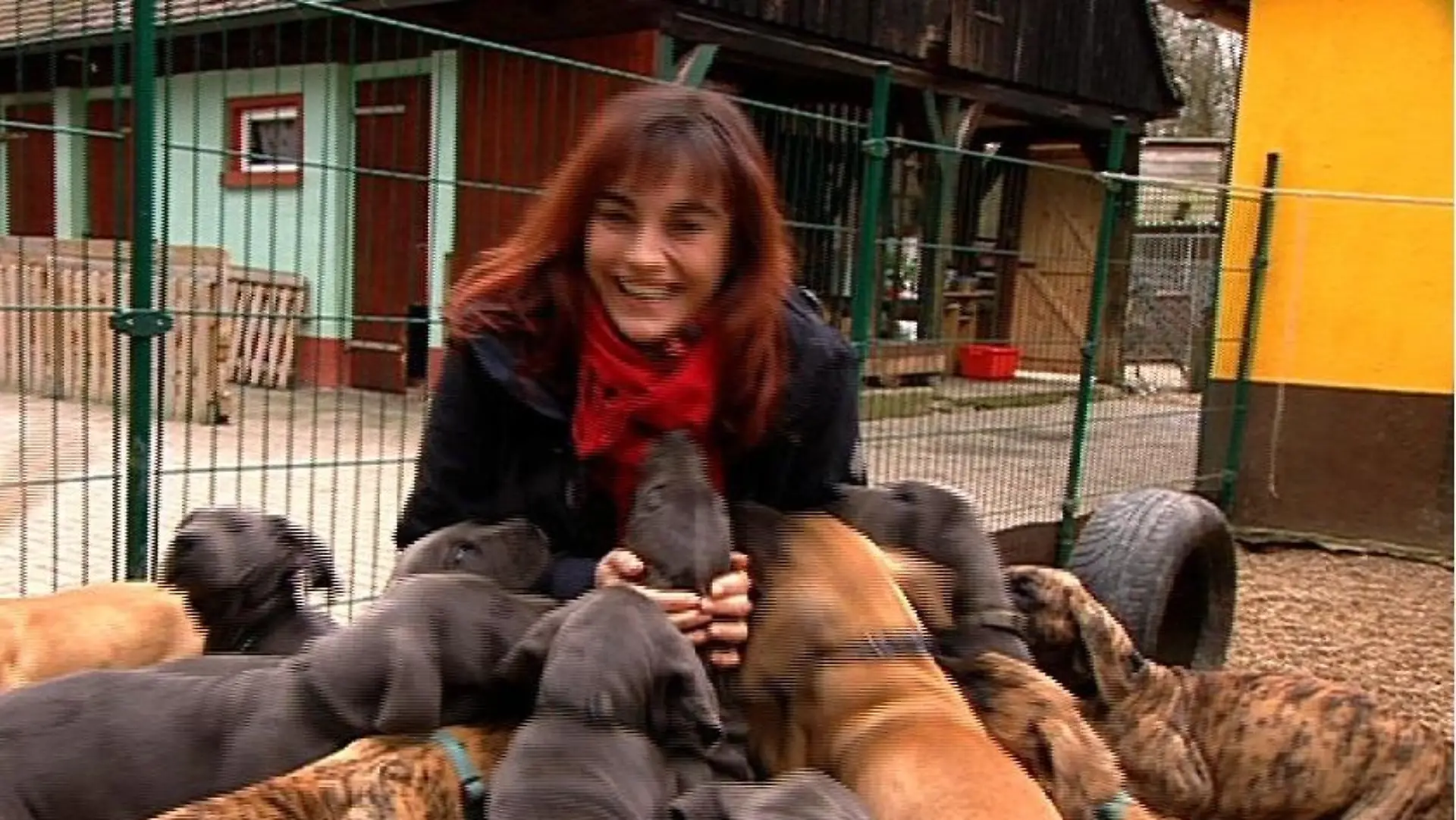 Tiergeschichten1 - Diana unter Doggenwurf