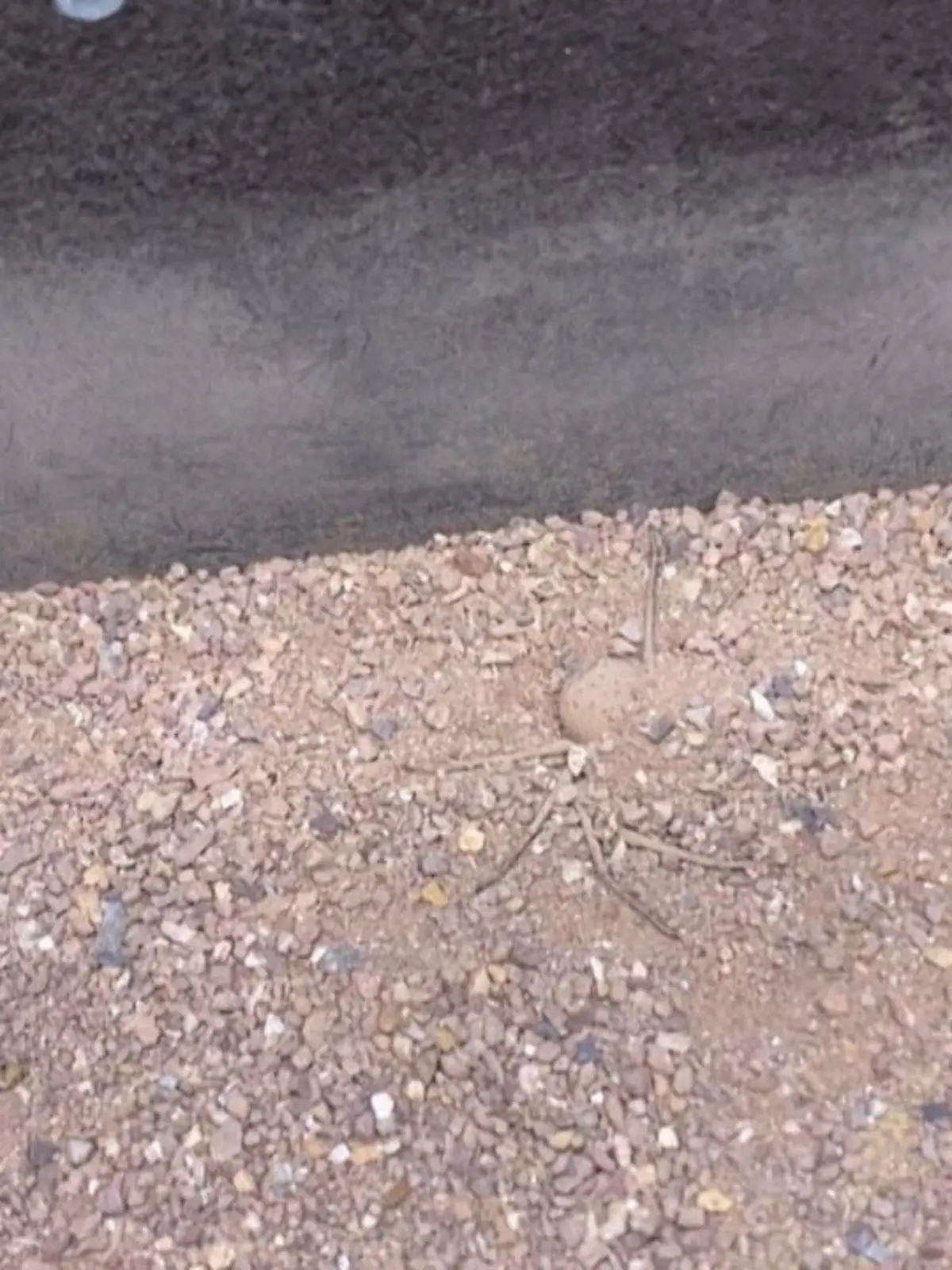 Dieser Clip ist nichts für Phobiker! Im Sand versteckt sich ein giftiges Krabbeltier, das eine ganz besondere Taktik entwickelt hat, sich an Beute ranzumachen. Wer sich traut. klickt rein!