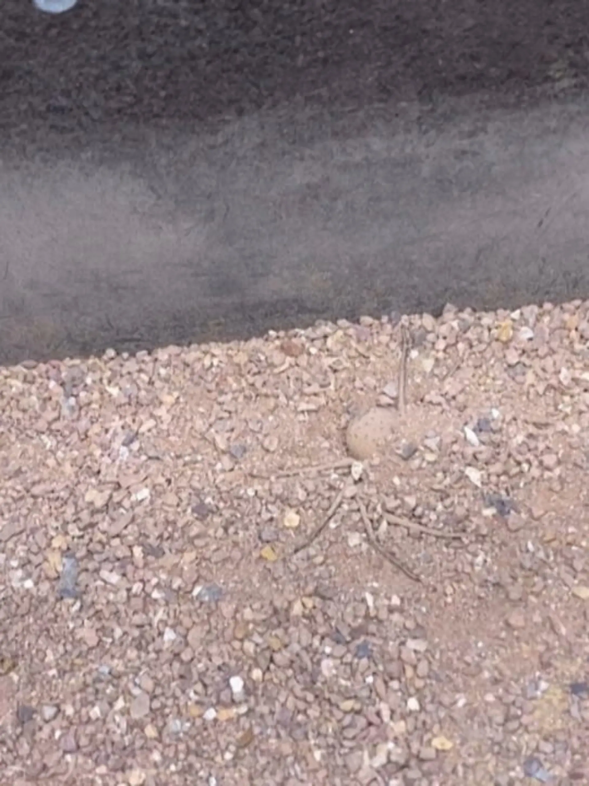 Dieser Clip ist nichts für Phobiker! Im Sand versteckt sich ein giftiges Krabbeltier, das eine ganz besondere Taktik entwickelt hat, sich an Beute ranzumachen. Wer sich traut. klickt rein!