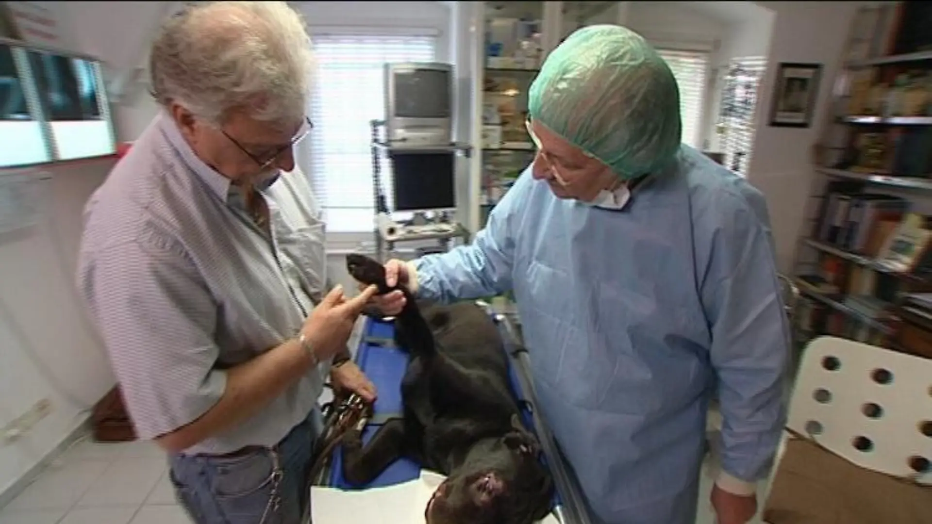 sprechstunde2 Labrador nach Augen-OP