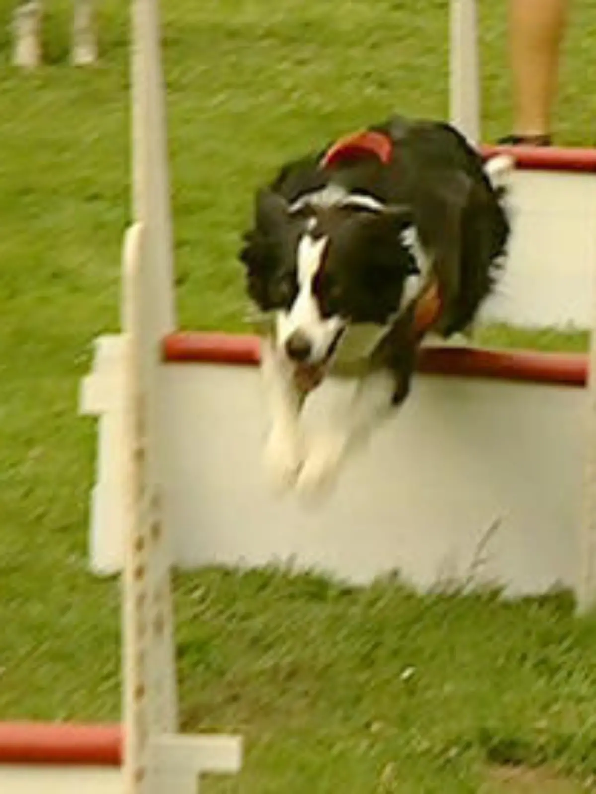 flyball