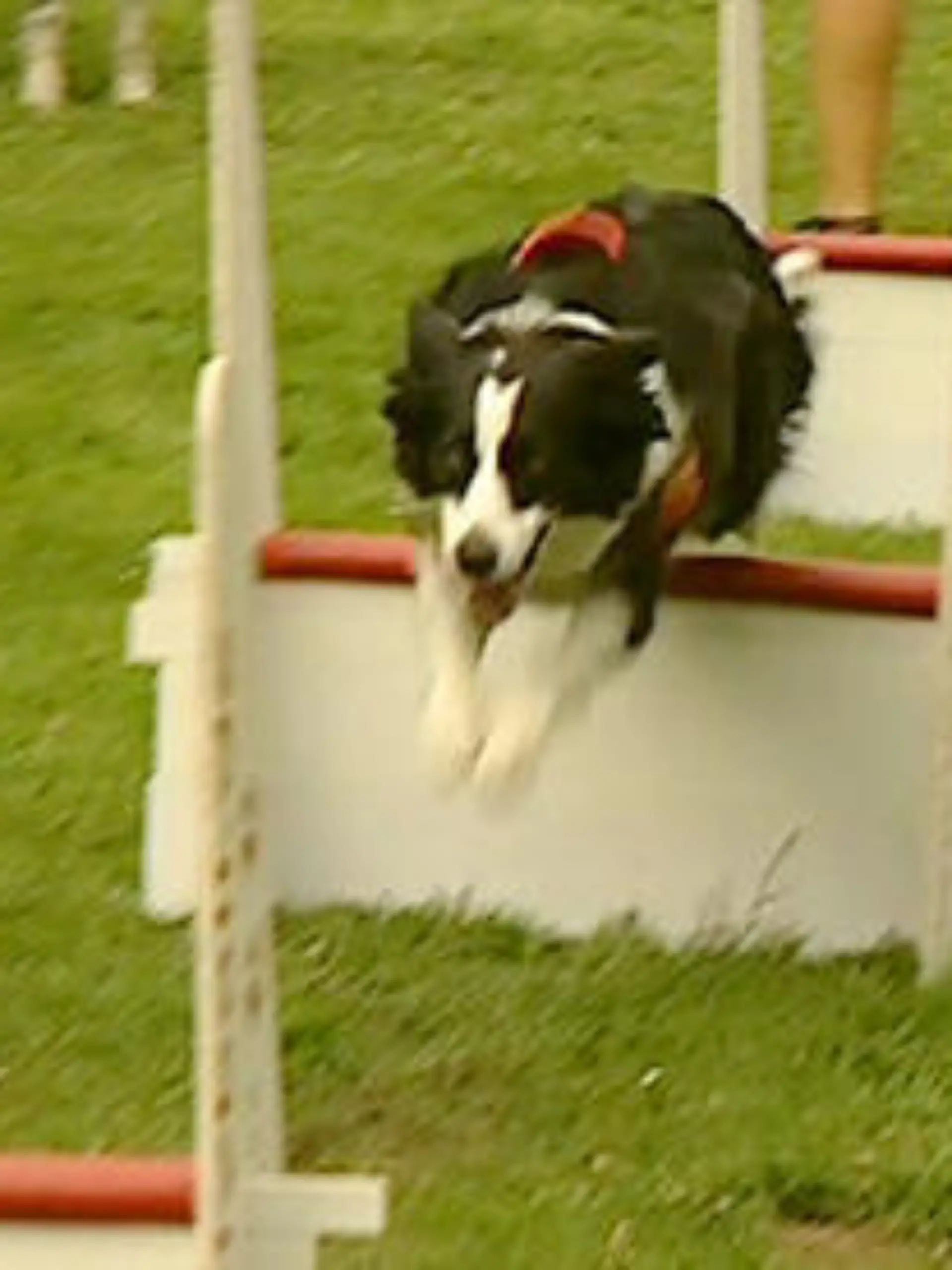 flyball