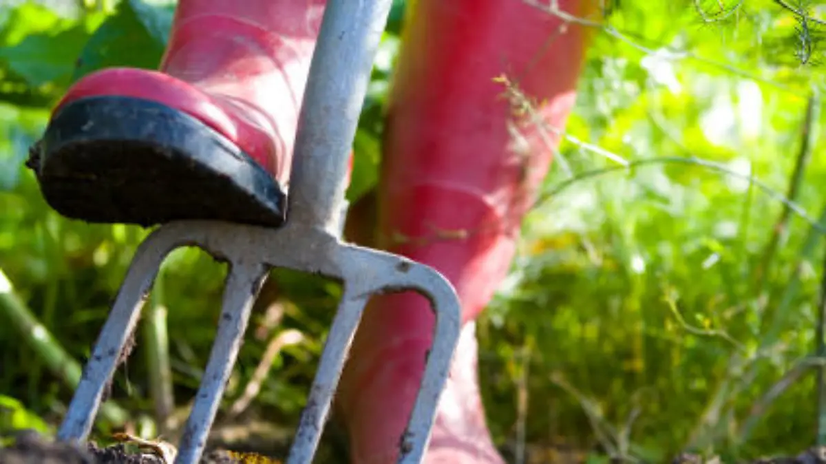 Red wellied feet digging the veg patch over with a garden fork. Close-up with narrow depth of field, focussed on bridge of the fork.
