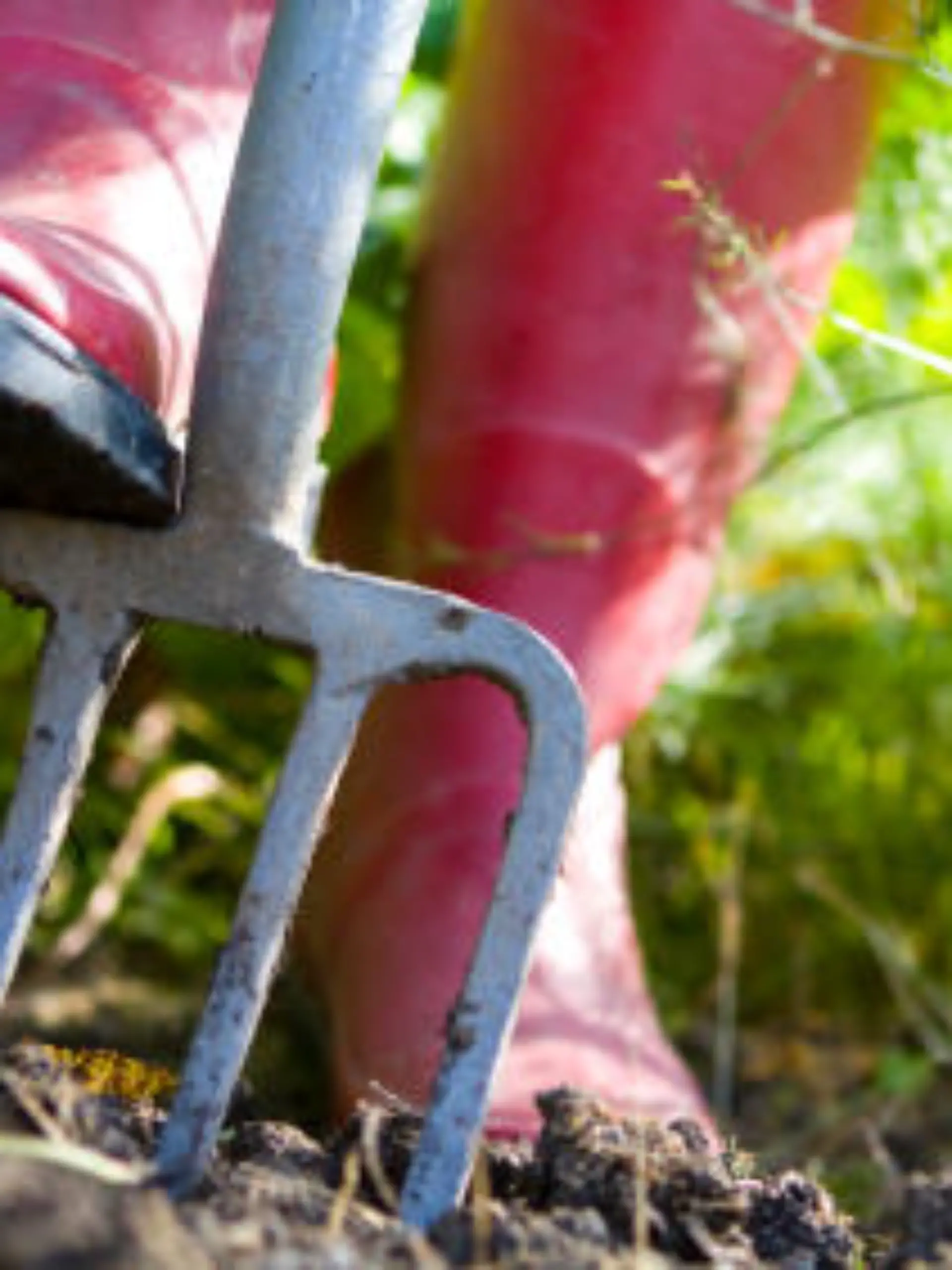 Red wellied feet digging the veg patch over with a garden fork. Close-up with narrow depth of field, focussed on bridge of the fork.