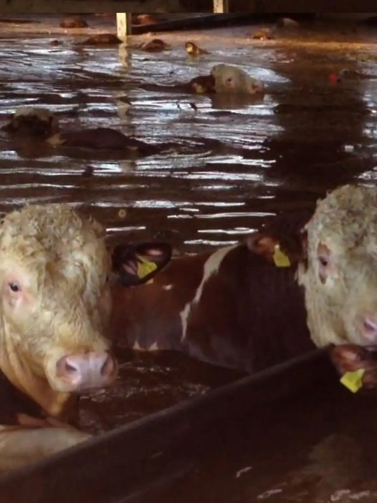 Tiere in Not1 - VOX - Frank Weber Hochwasser