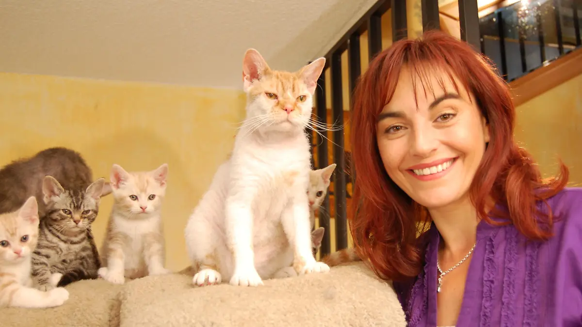 Tiergeschichten2 - Drahthaarkatzen.jpg