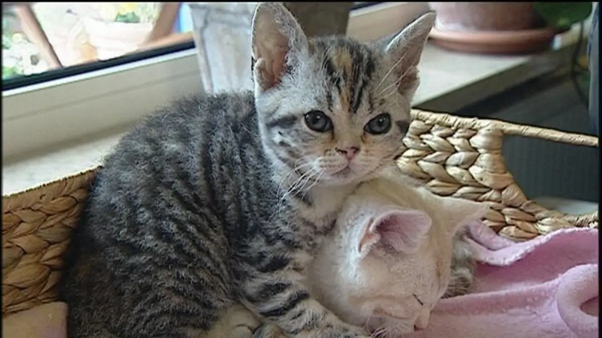Tiergeschichten2 - Drahthaarkatzen 