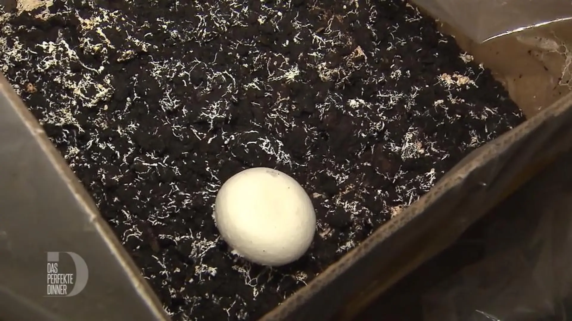 Die Champignon-Ernte  von "Das perfekte Dinner"-Kandidatin Antje ist einigermaßen übersichtlich