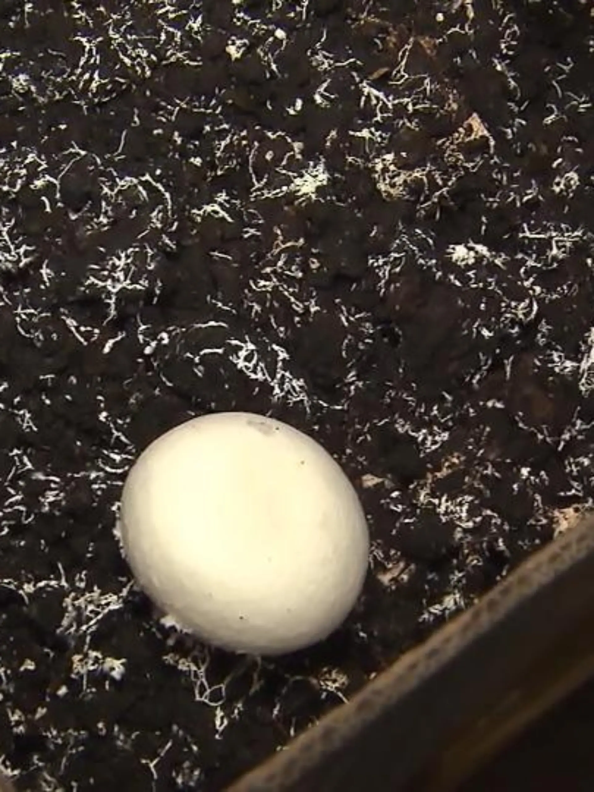 Die Champignon-Ernte  von "Das perfekte Dinner"-Kandidatin Antje ist einigermaßen übersichtlich