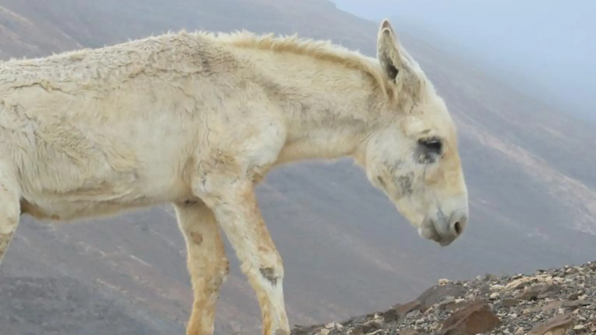 Vorschau1 - VOX-DOCMA TV - Die Vorderhufe des verwilderten Bergesels Blanco sind so stark deformiert dass er kaum noch laufen kann
