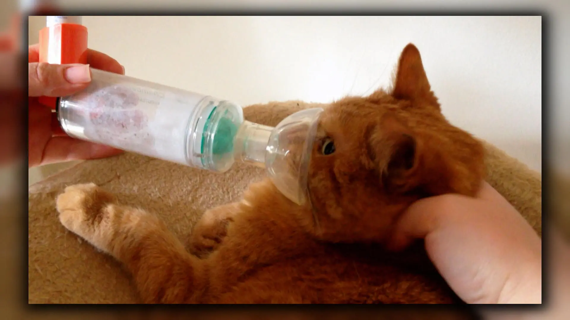 Birga Asthma-Katze 2.VOX